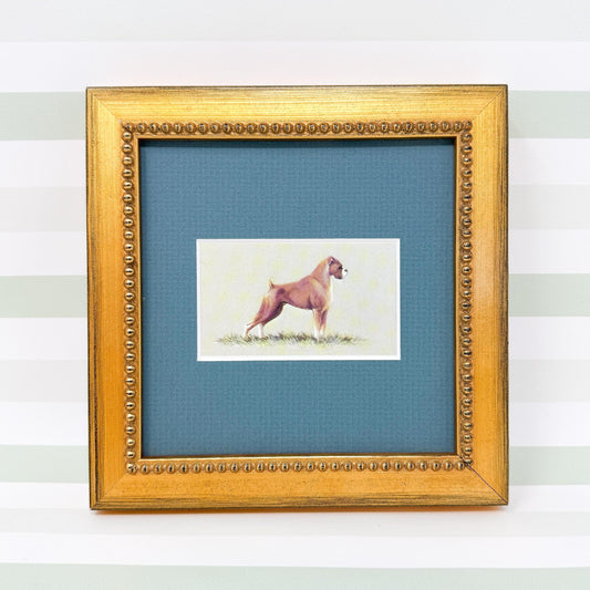 Framed Dog Vintage Cigarette Card c. 1971, Boxer
