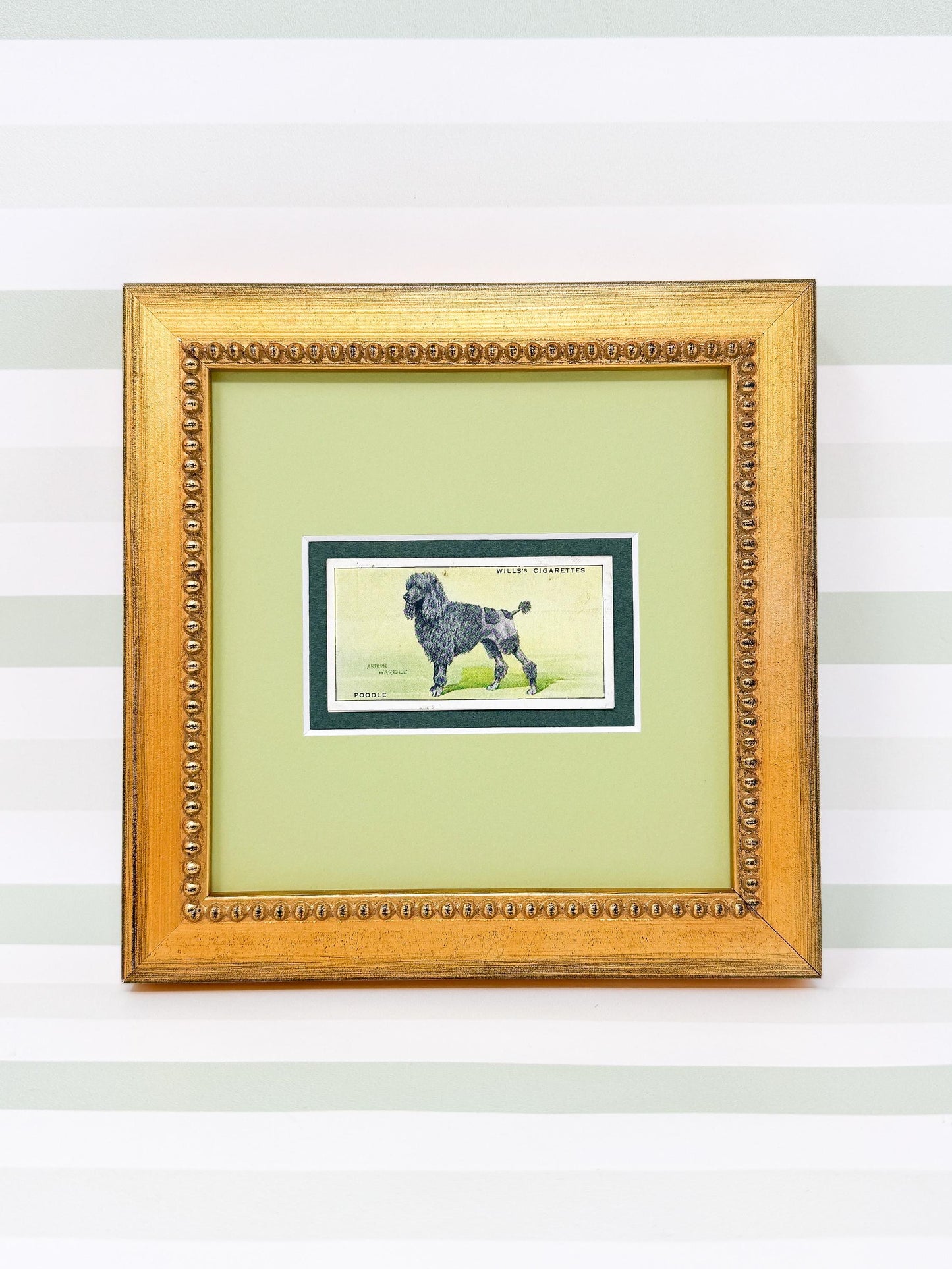 Framed Antique Dog Cigarette Card c. 1937, Black Poodle