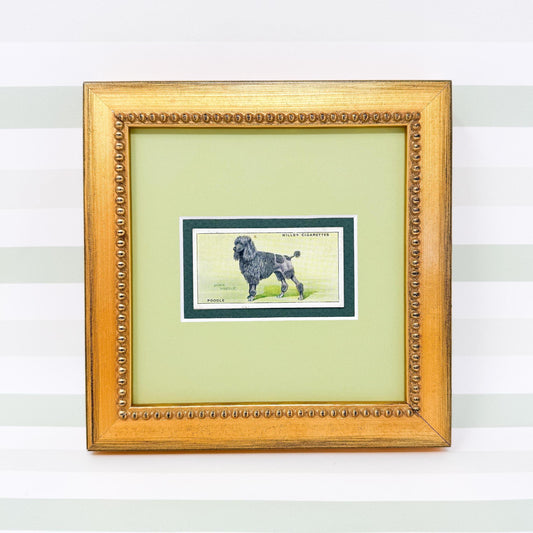 Framed Antique Dog Cigarette Card c. 1937, Black Poodle