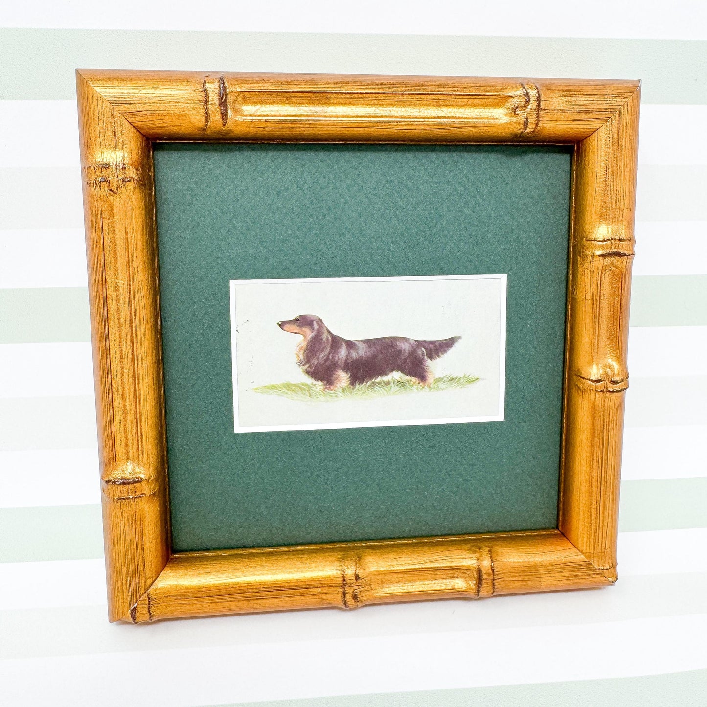 Framed Dog Vintage Cigarette Card c. 1971, Long-Haired Dachshund