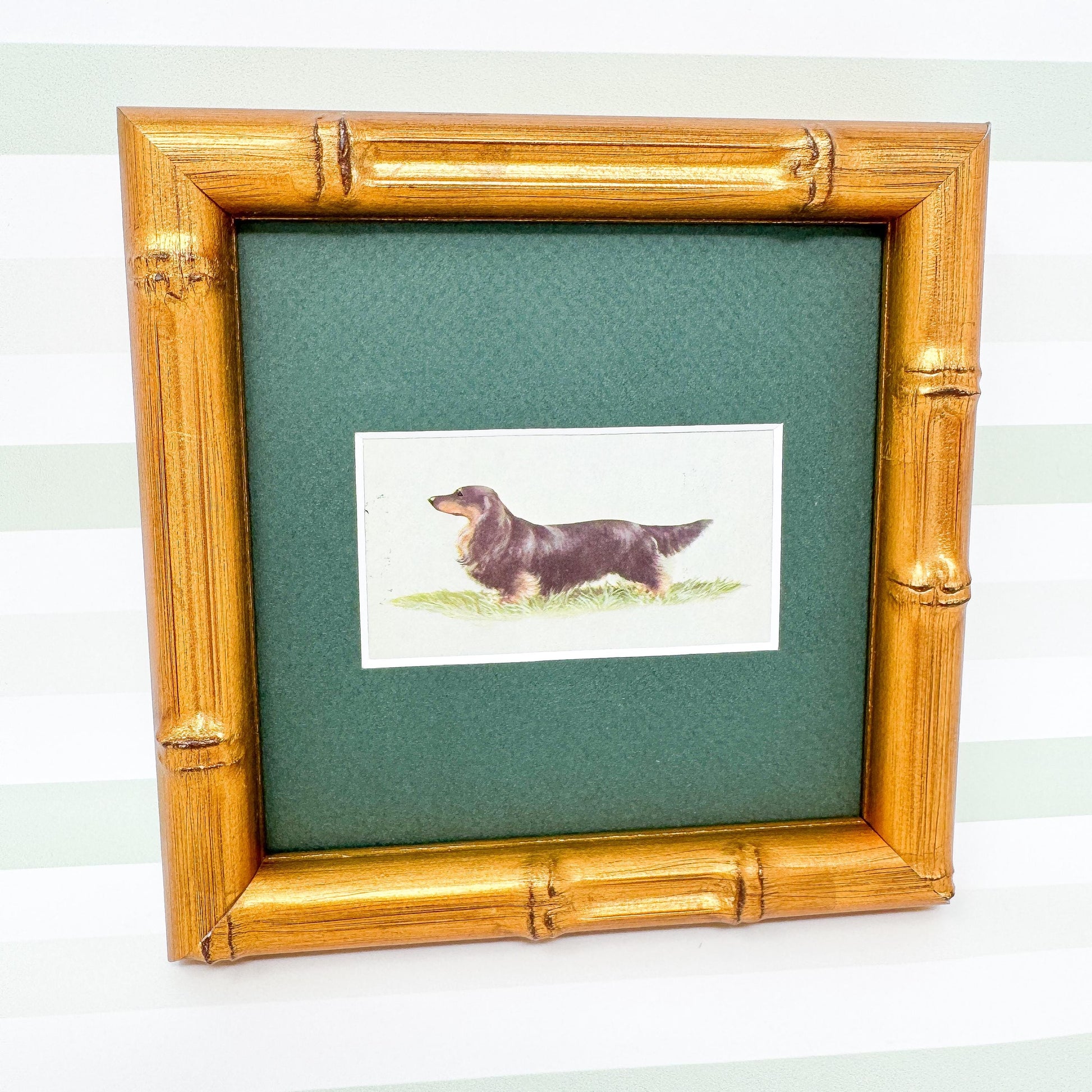 Framed Dog Vintage Cigarette Card c. 1971, Long-Haired Dachshund