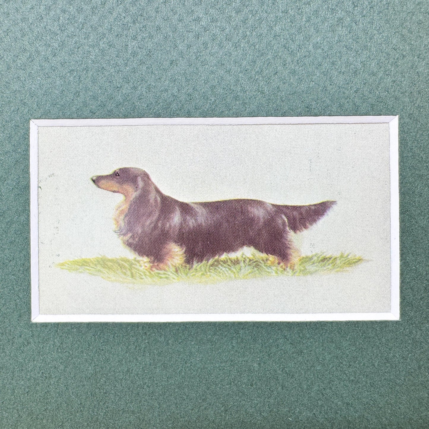 Framed Dog Vintage Cigarette Card c. 1971, Long-Haired Dachshund
