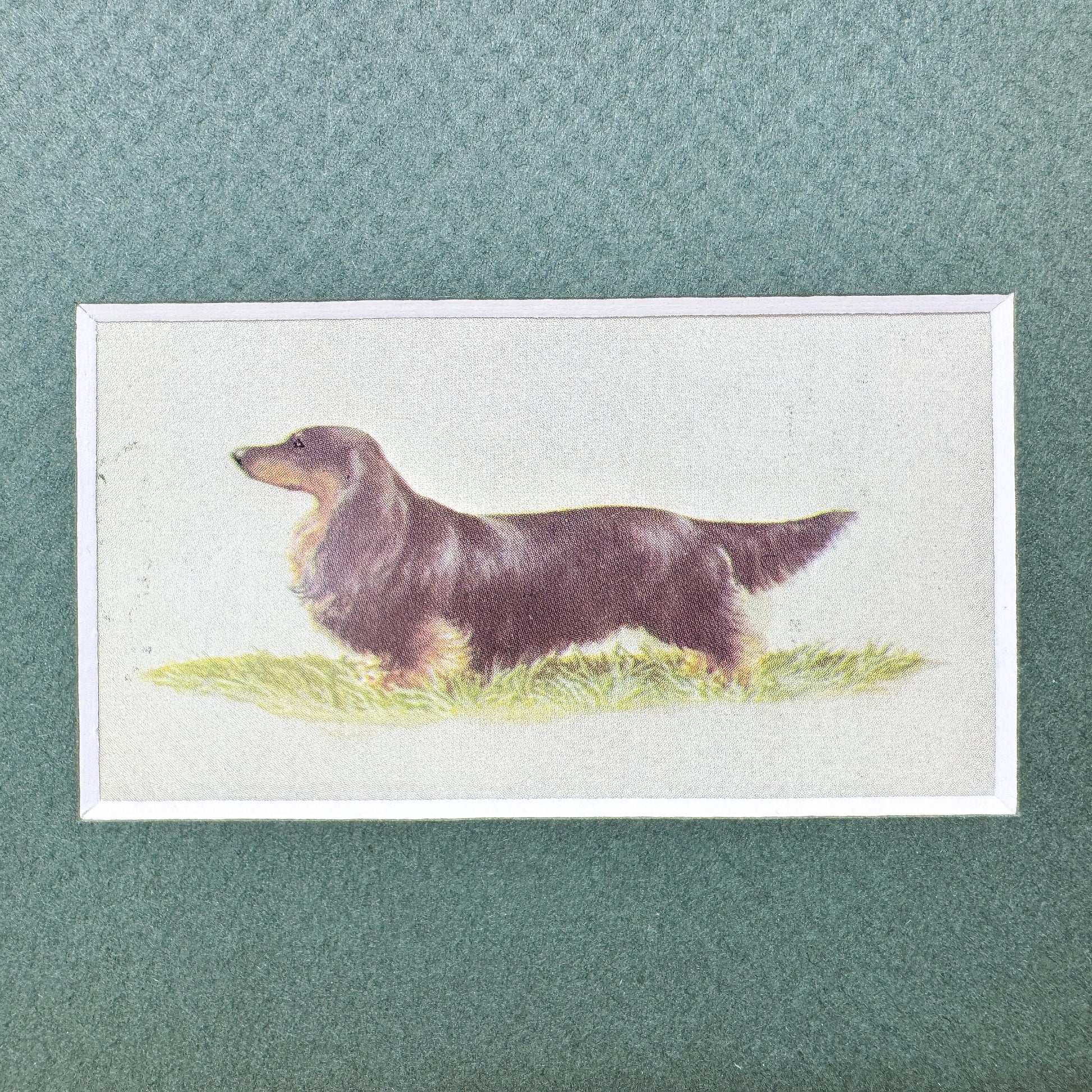 Framed Dog Vintage Cigarette Card c. 1971, Long-Haired Dachshund
