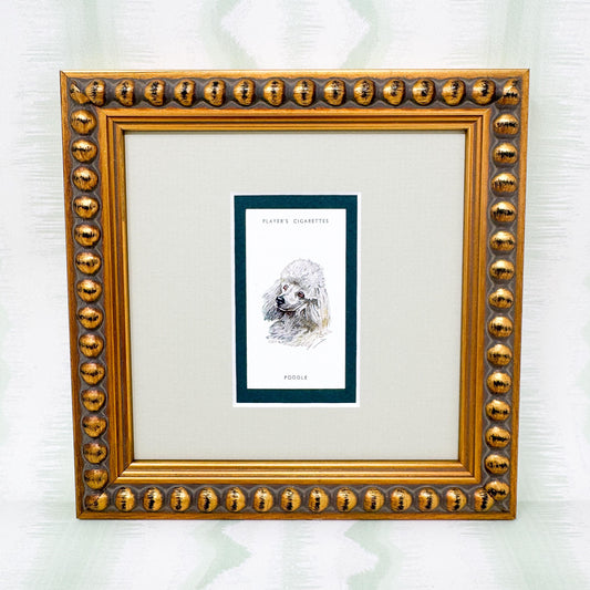 Framed Antique Dog Cigarette Card c. 1929, White Poodle