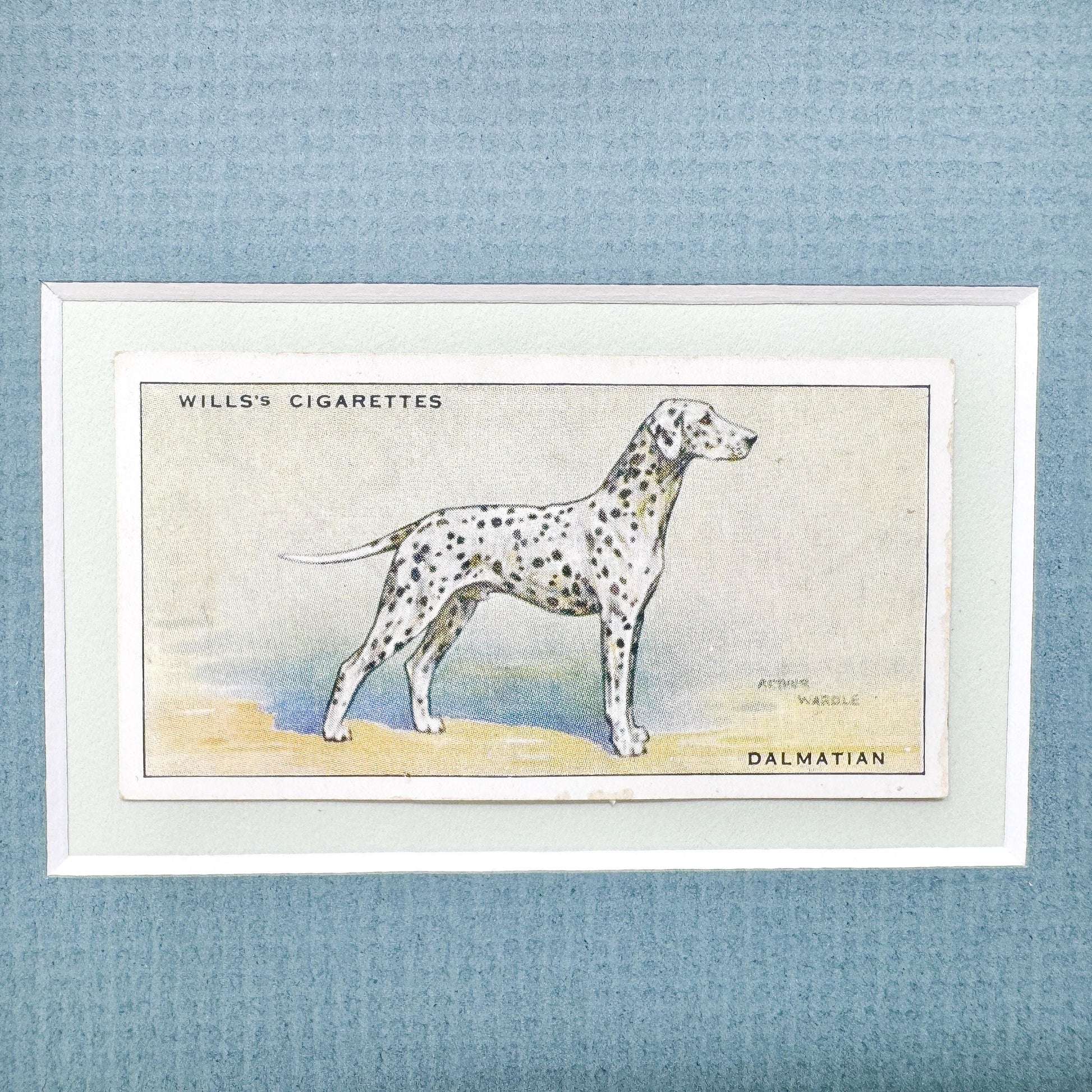 Framed Antique Dog Cigarette Card c. 1937, Dalmatian