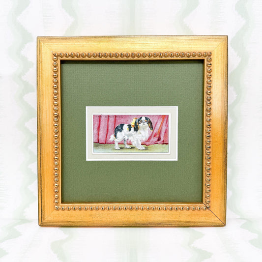 Framed Antique Dog Cigarette Card c. 1924, King Charles Cavalier Spaniel