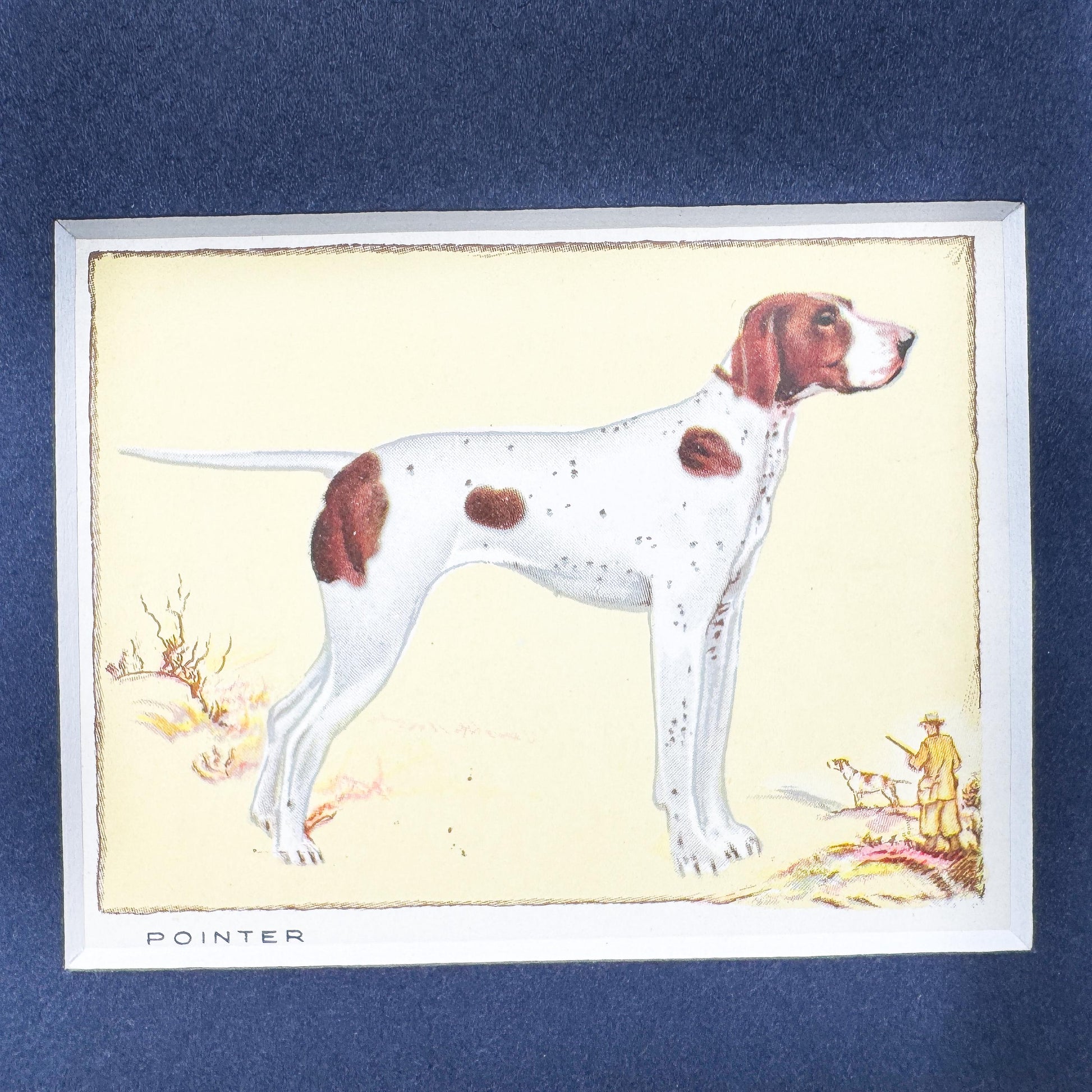 Framed Antique Dog Cigarette Card c. 1934, Pointer