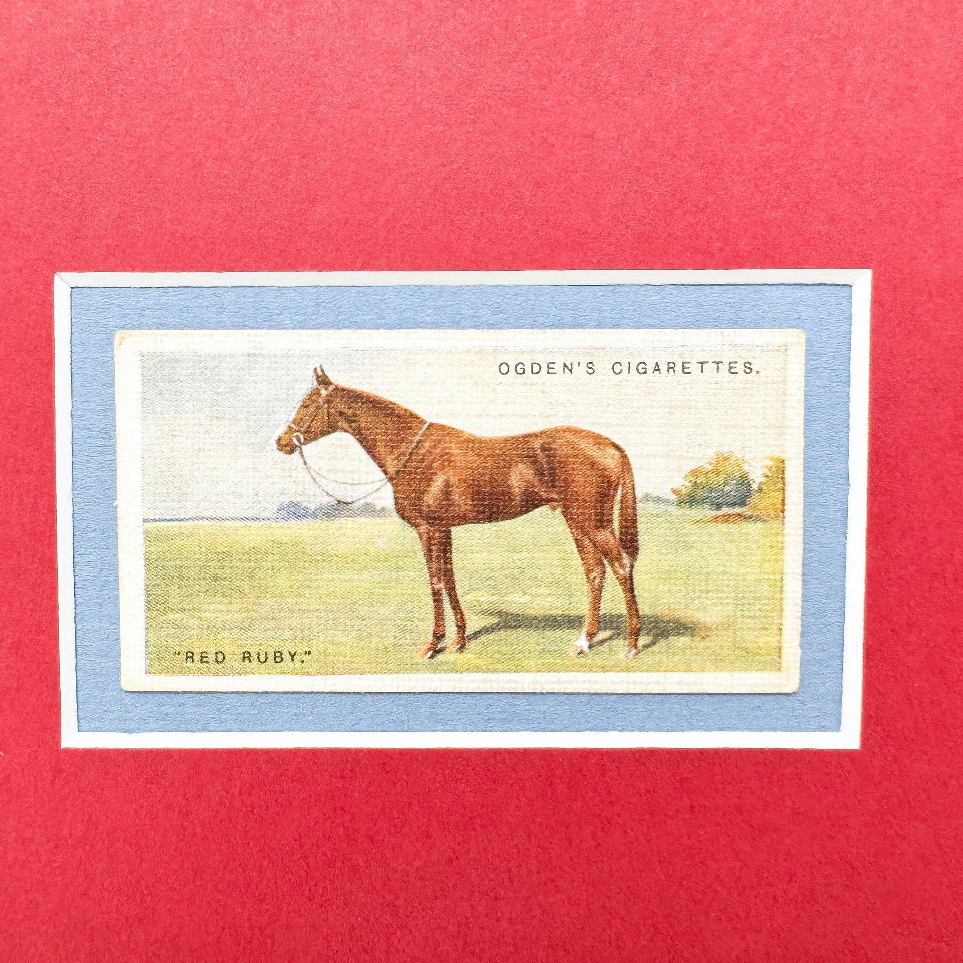 Framed Antique Race Horse Derby Cigarette Card c. 1928, Red Ruby