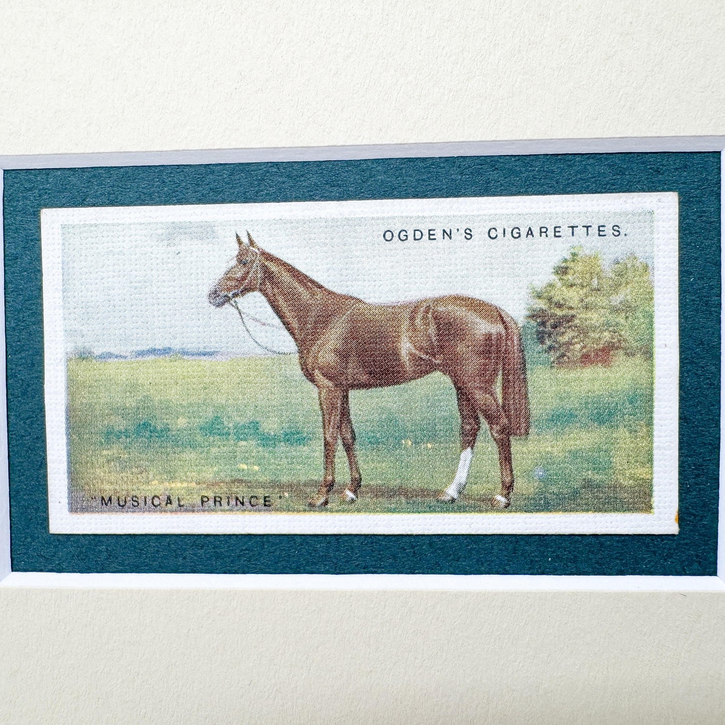 Framed Antique Race Horse Derby Cigarette Card c. 1928, Musical Prince