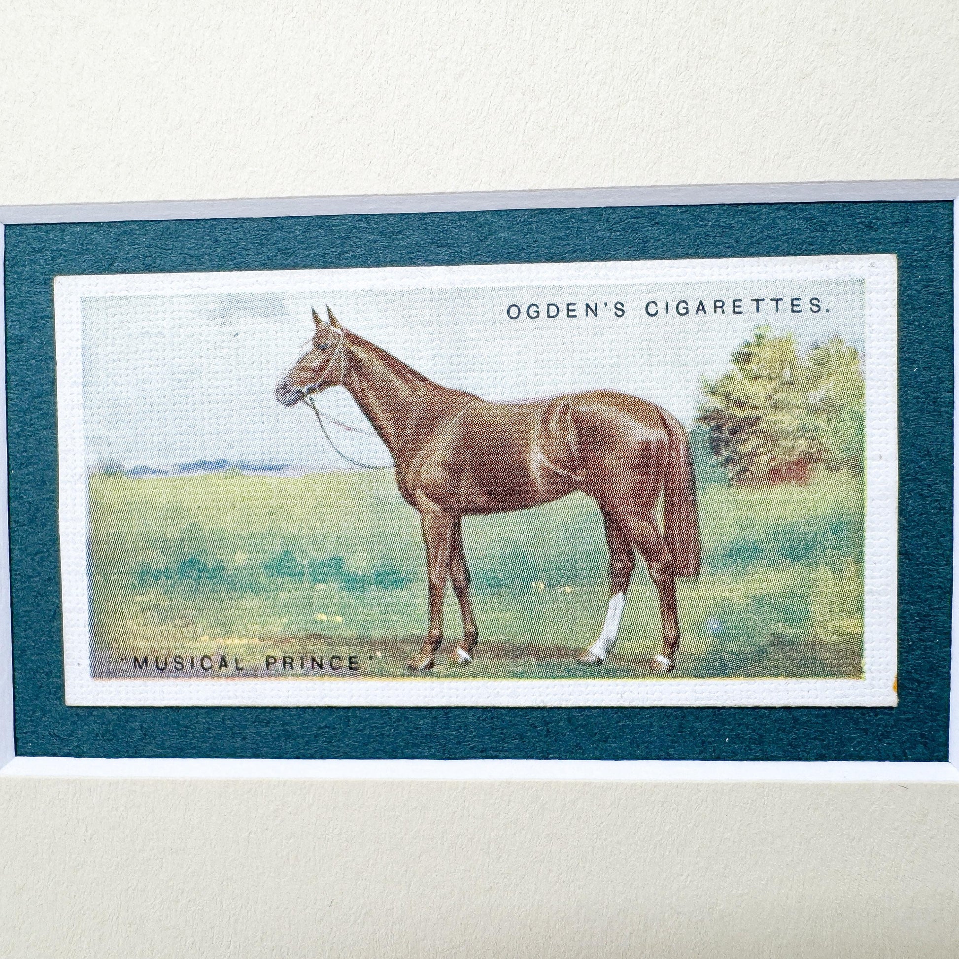 Framed Antique Race Horse Derby Cigarette Card c. 1928, Musical Prince