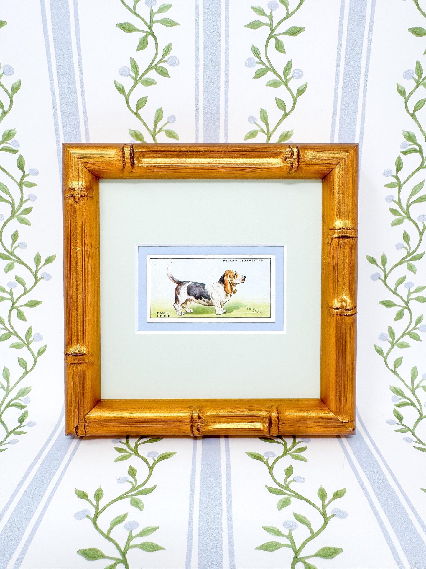 Framed Antique Dog Cigarette Card c. 1937, Basset Hound
