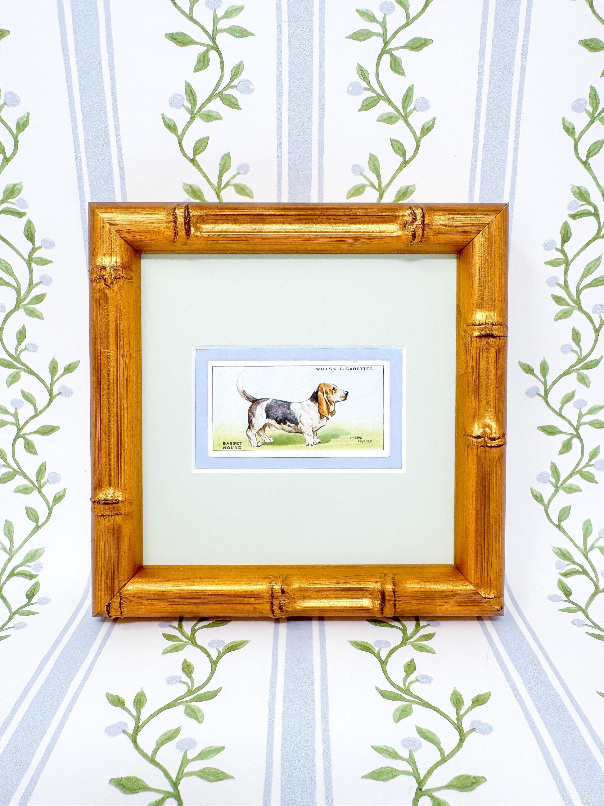 Framed Antique Dog Cigarette Card c. 1937, Basset Hound