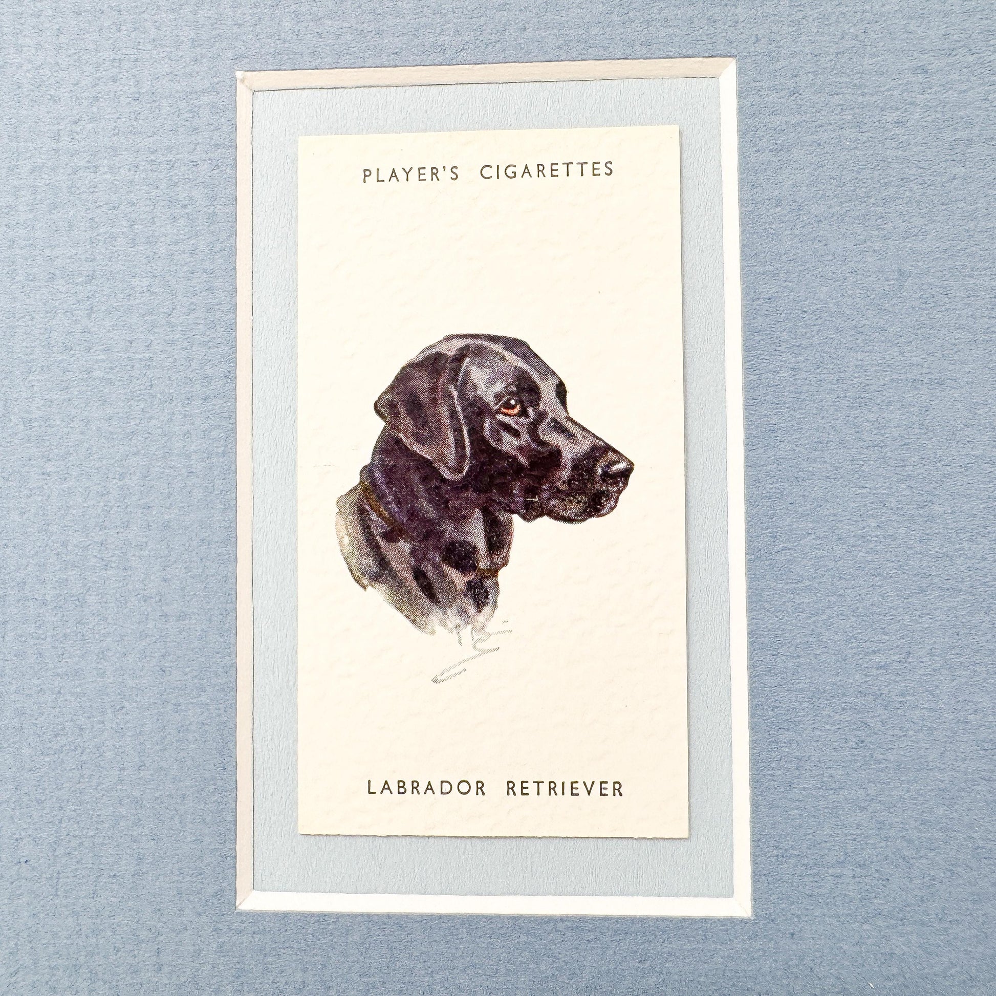 Framed Dog Antique Cigarette Card c.1929, Black Labrador Retriever