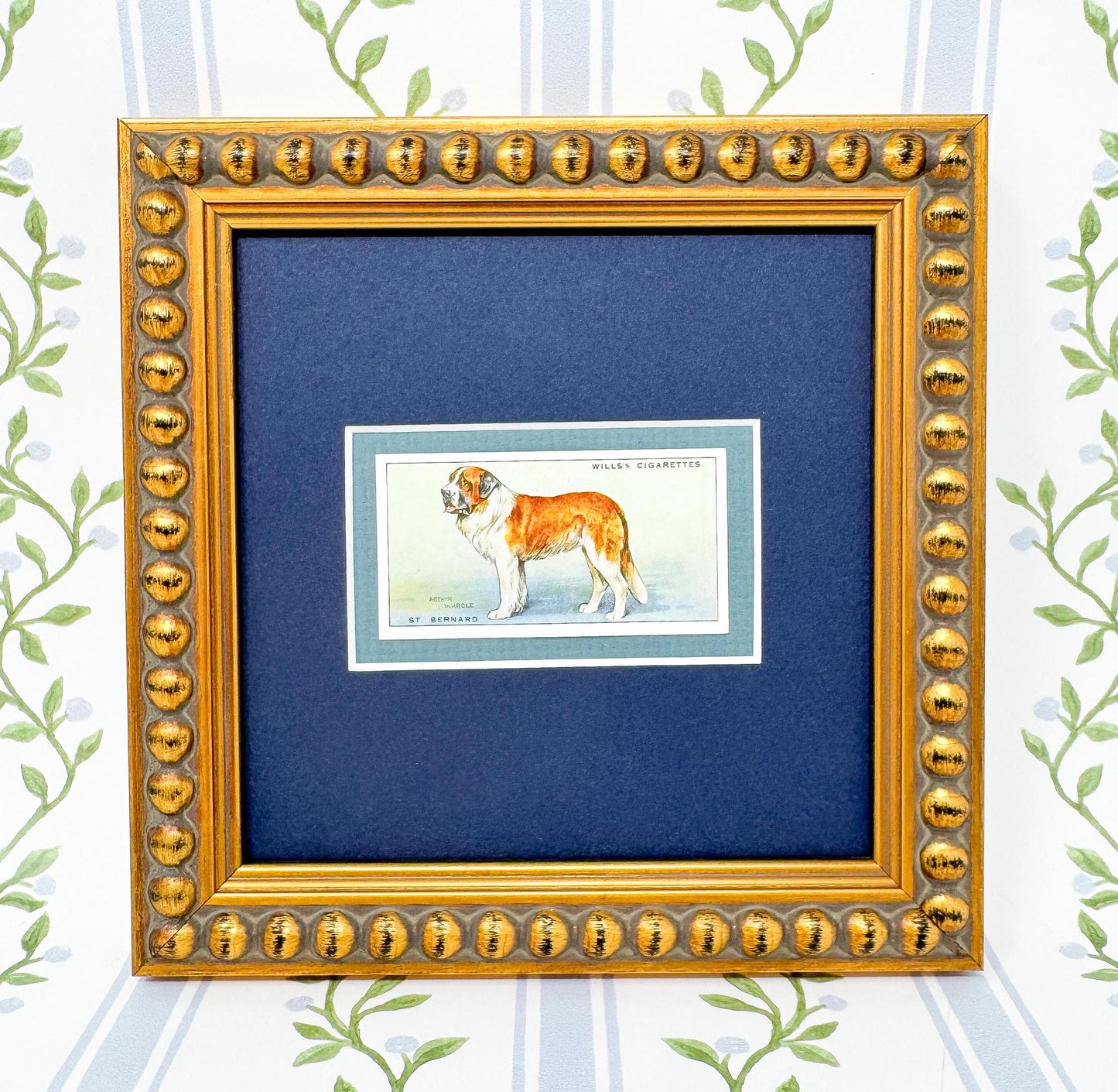 Framed Antique Dog Cigarette Card c. 1937, St. Bernard