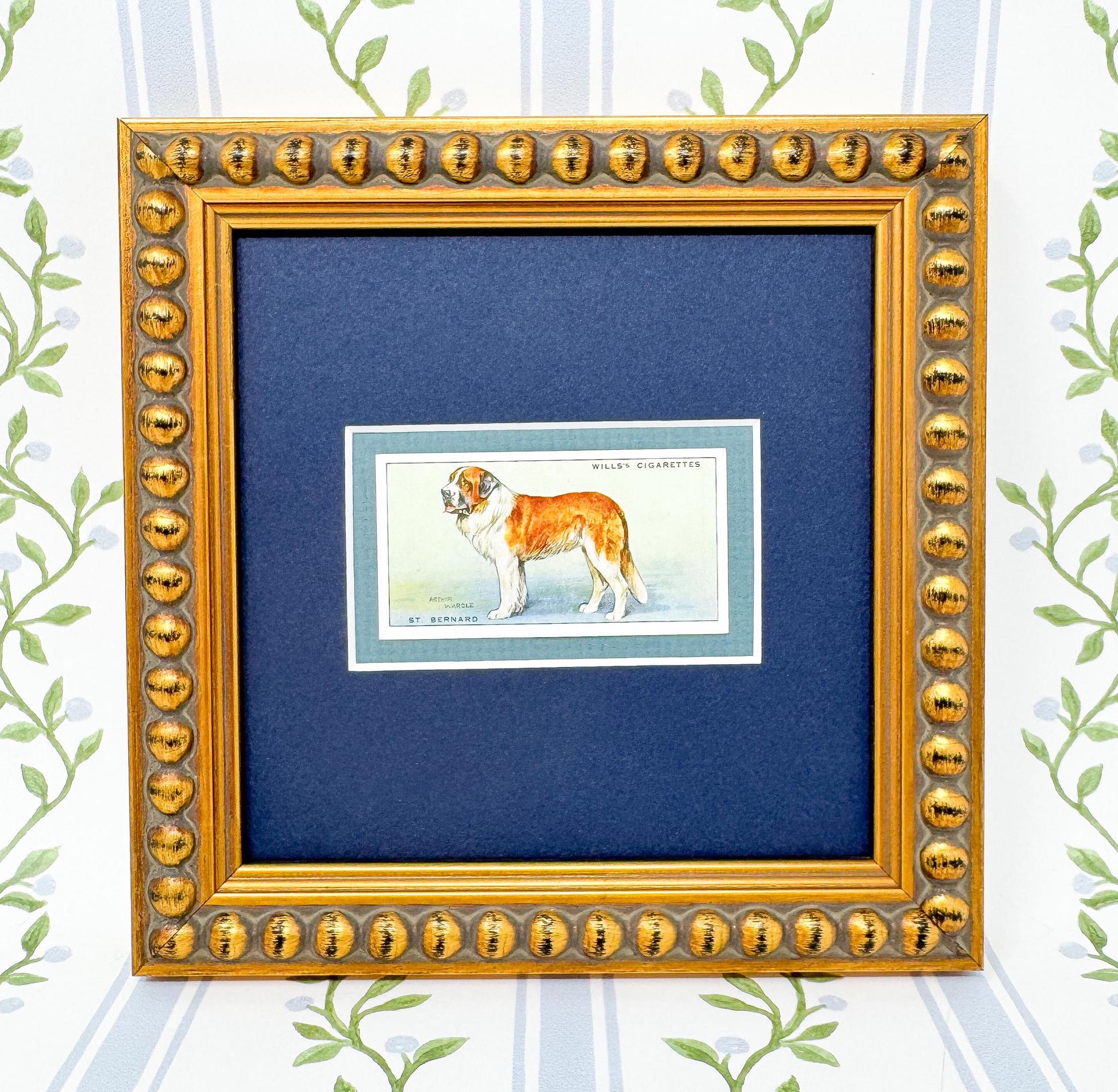 Framed Antique Dog Cigarette Card c. 1937, St. Bernard