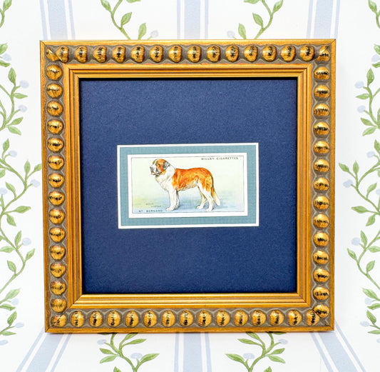 Framed Antique Dog Cigarette Card c. 1937, St. Bernard