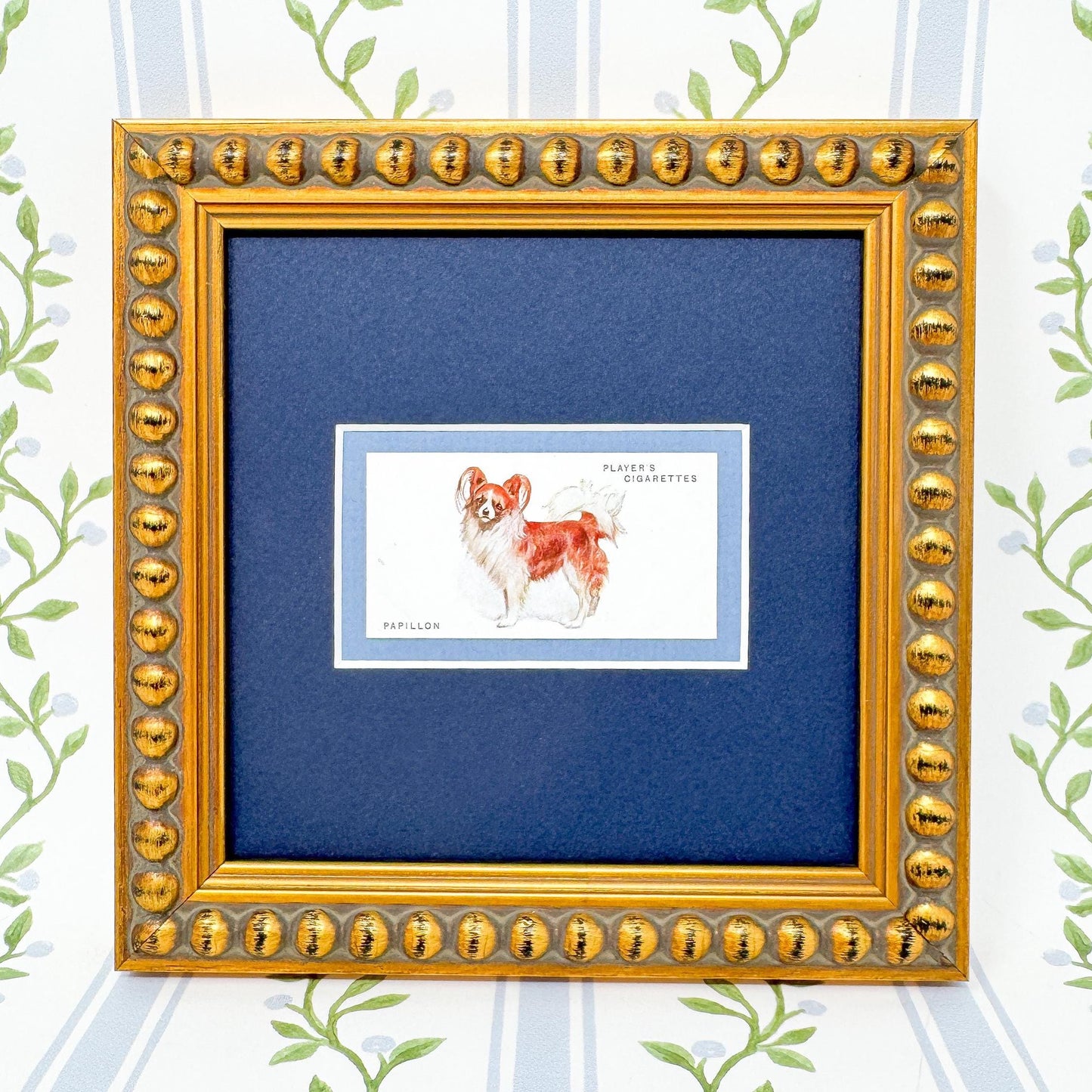 Framed Dog Antique Cigarette Card c. 1931, Papillon