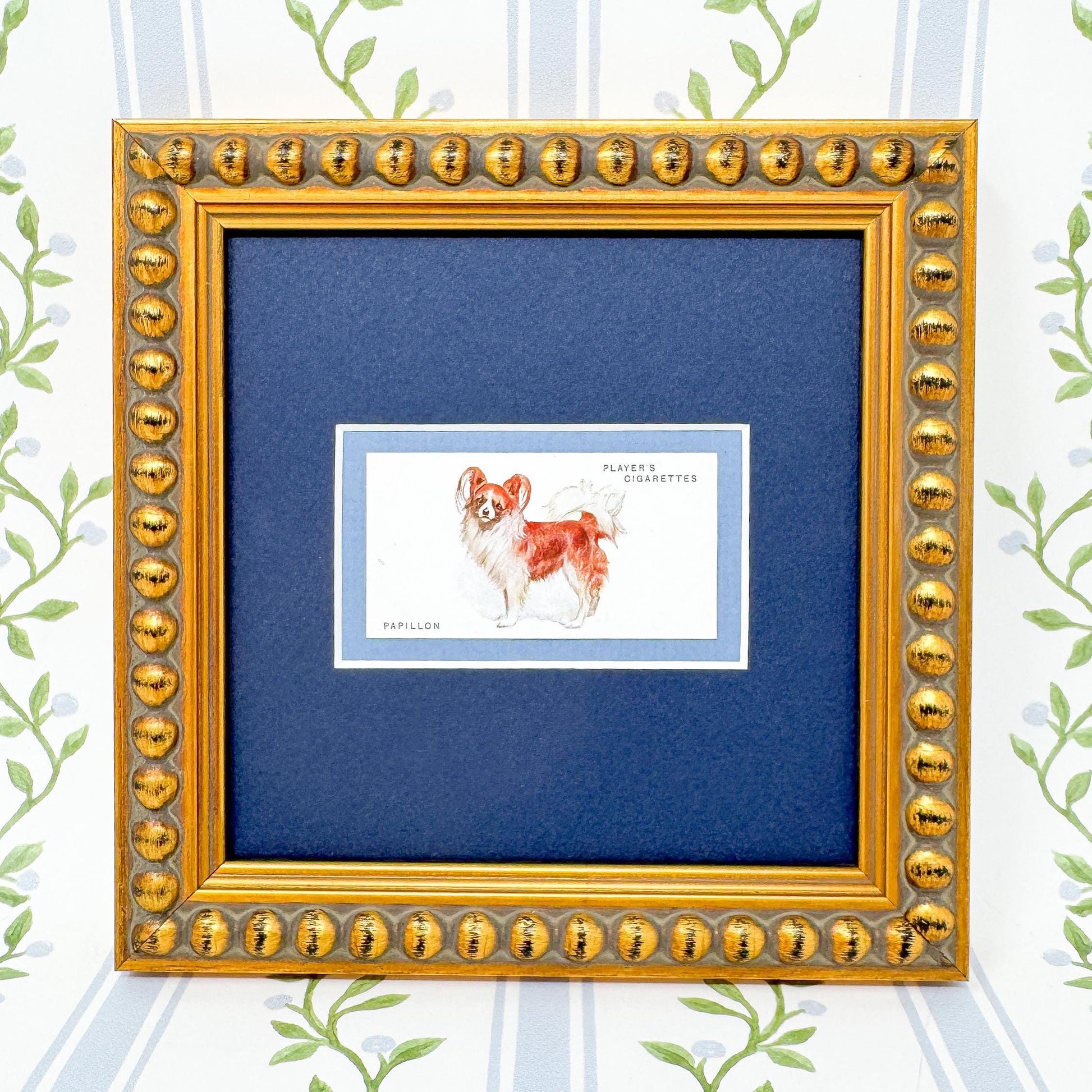Framed Dog Antique Cigarette Card c. 1931, Papillon