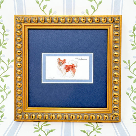 Framed Dog Antique Cigarette Card c. 1931, Papillon