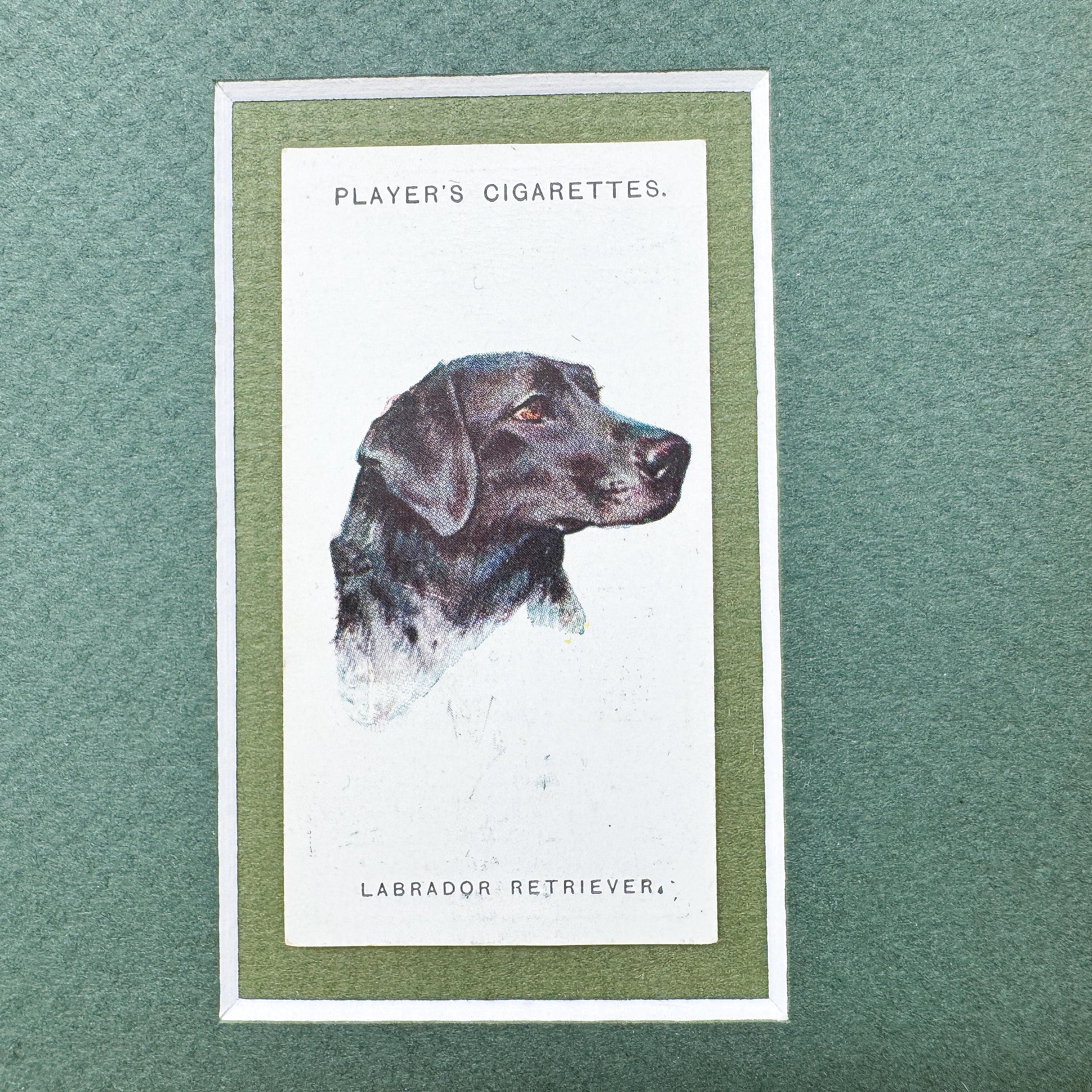 Framed Dog Antique Cigarette Card c. 1929, Black Labrador Retriever