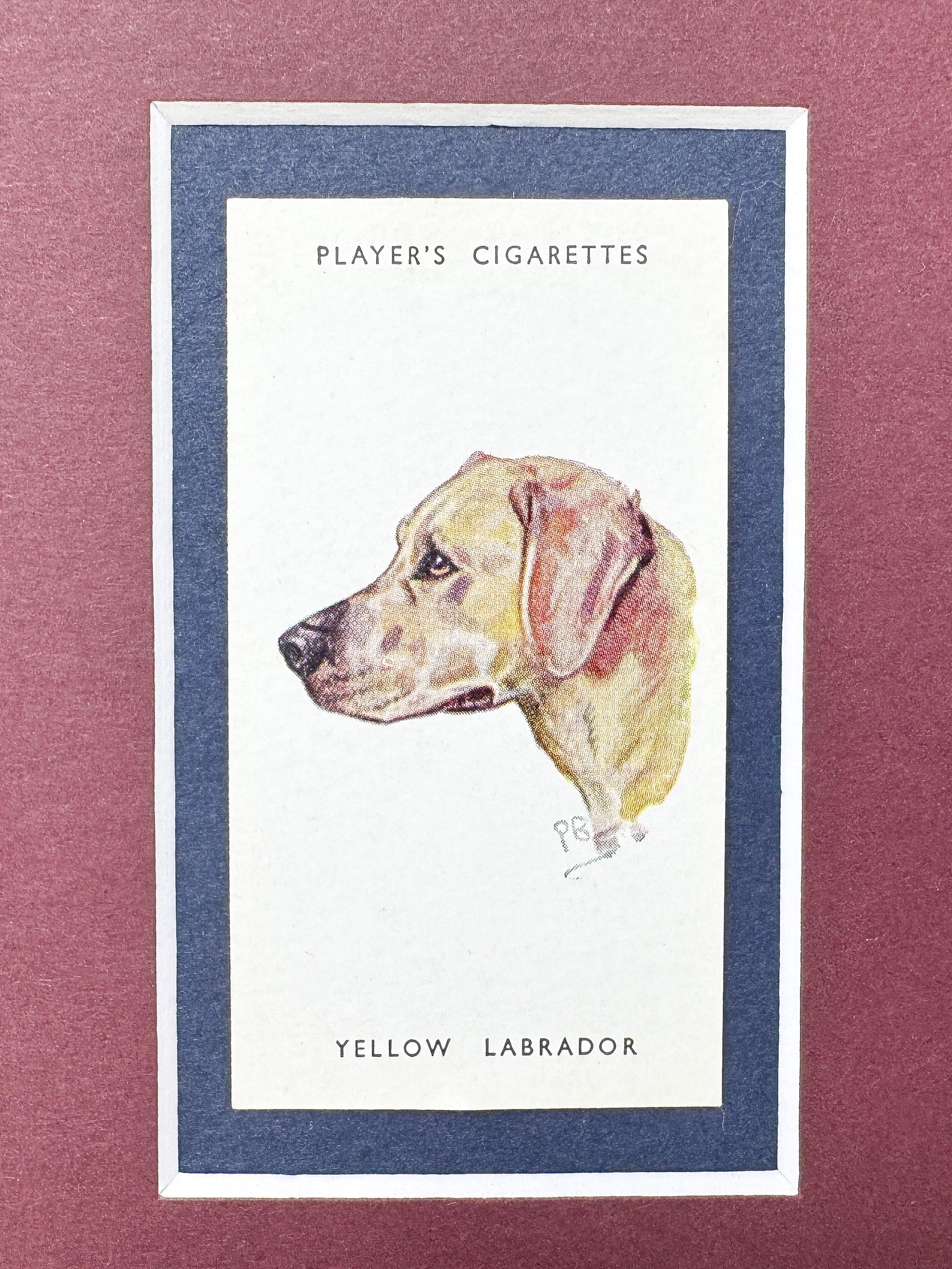 Framed Dog Antique Cigarette Card c. 1929, Yellow Labrador Retriever