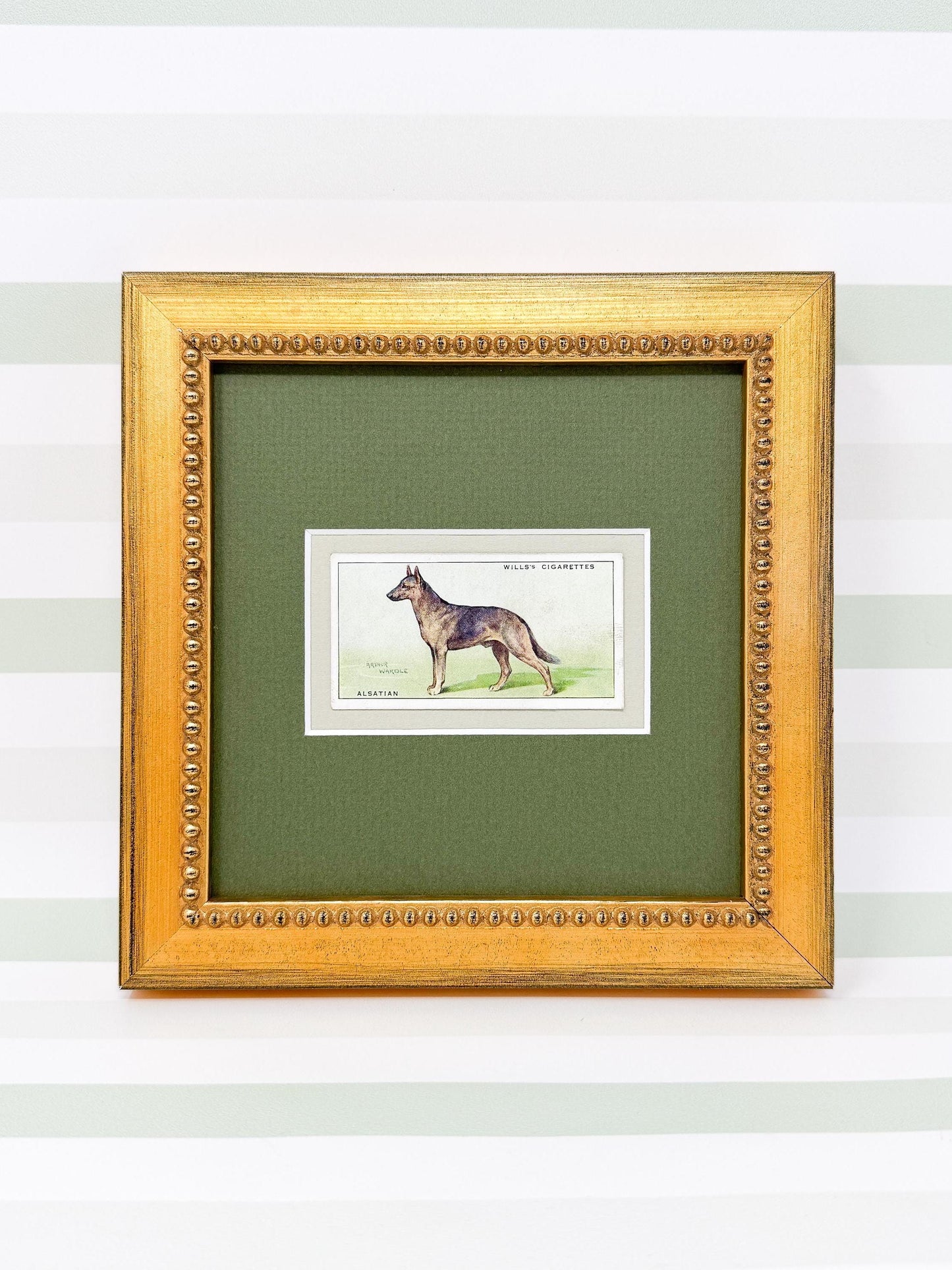 Framed Antique Dog Cigarette Card c. 1937, Alsatian (German Shepherd)
