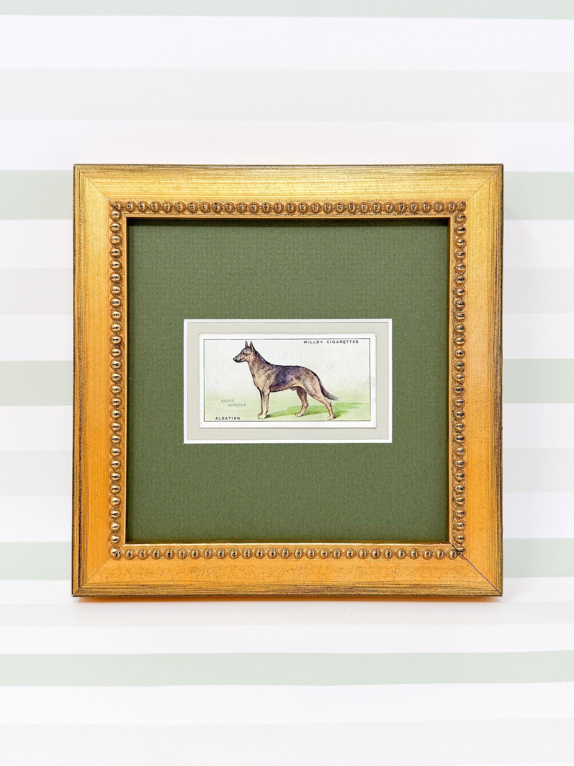 Framed Antique Dog Cigarette Card c. 1937, Alsatian (German Shepherd)