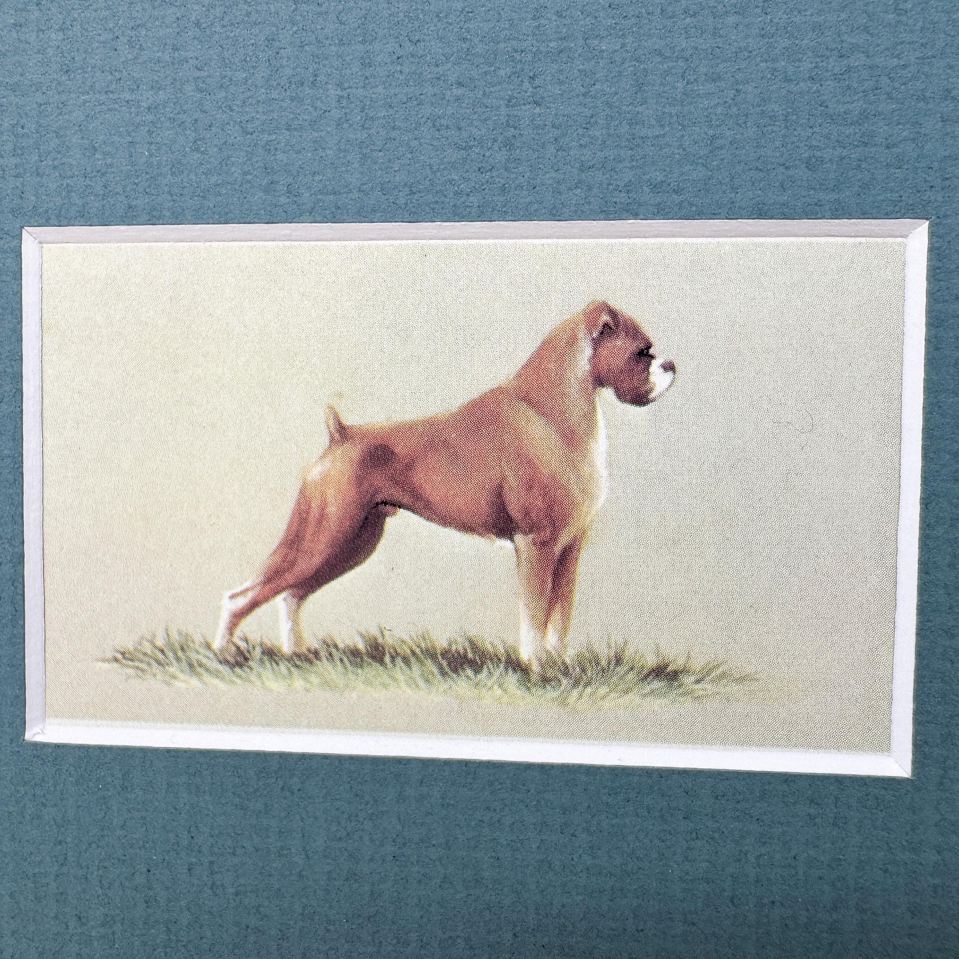 Framed Dog Vintage Cigarette Card c. 1971, Boxer