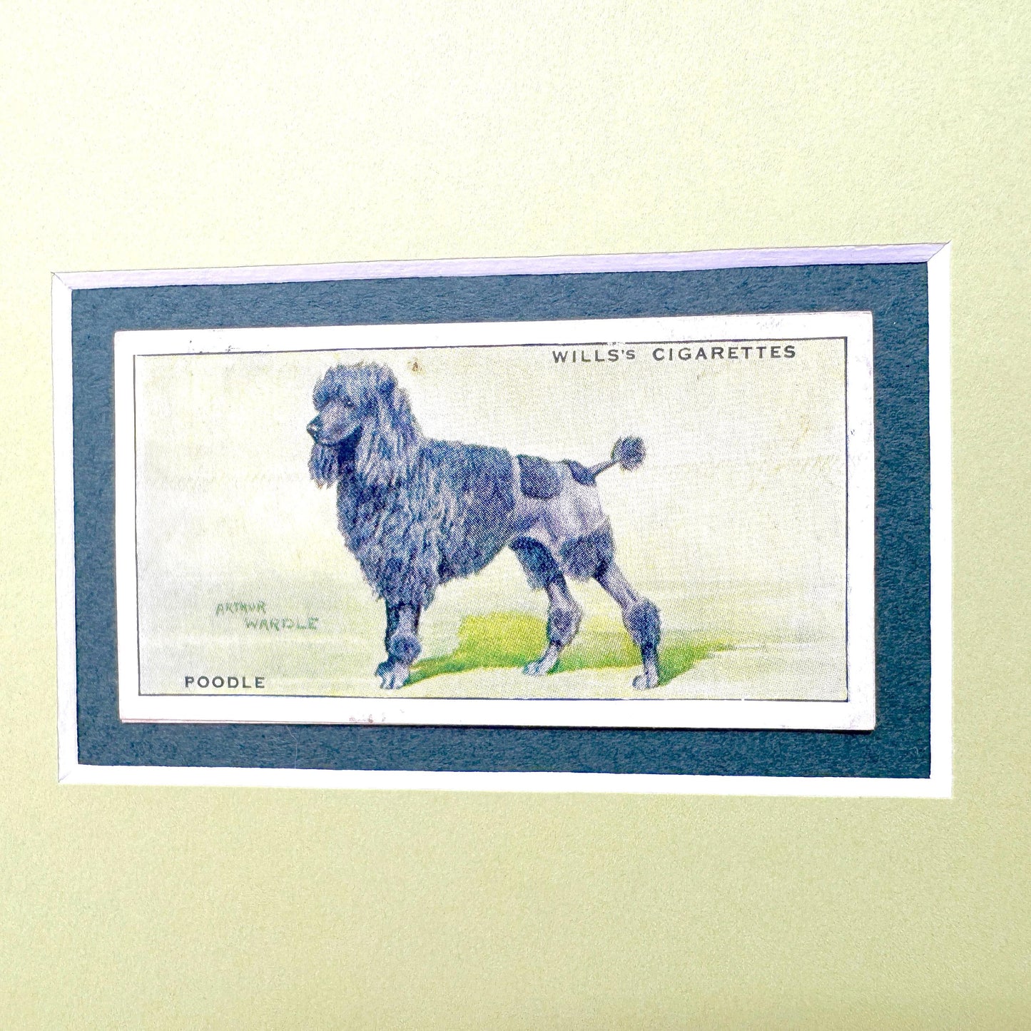 Framed Antique Dog Cigarette Card c. 1937, Black Poodle
