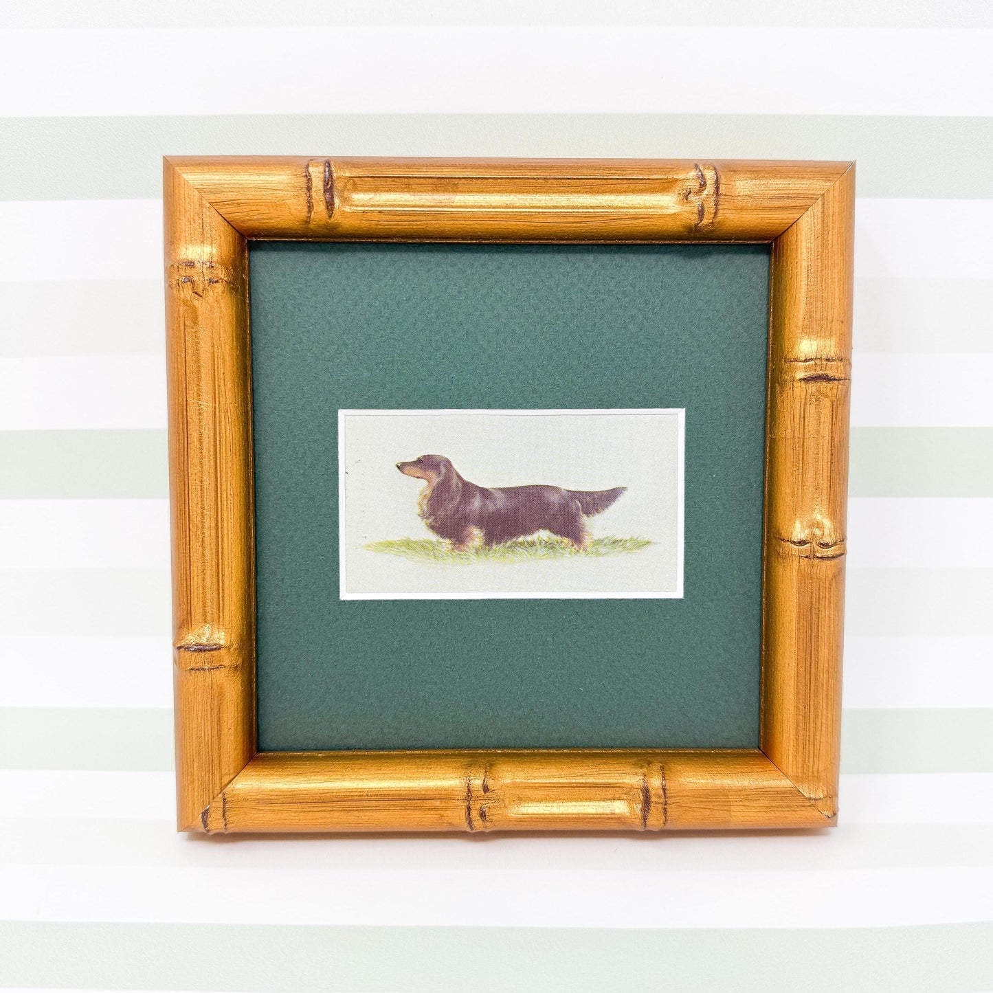 Framed Vintage Dog Cigarette Card c. 1971, Long-Haired Dachshund