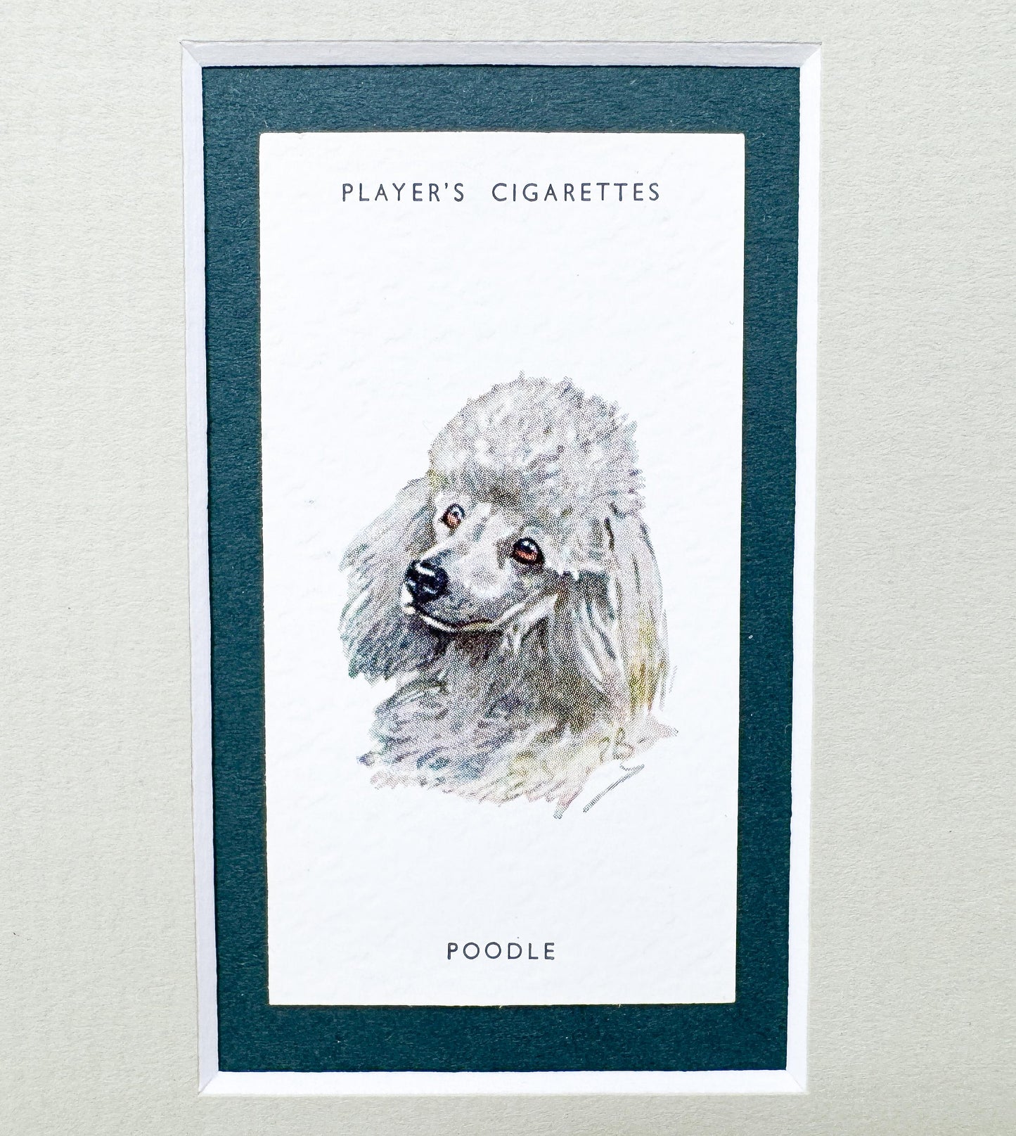 Framed Antique Dog Cigarette Card c. 1929, White Poodle