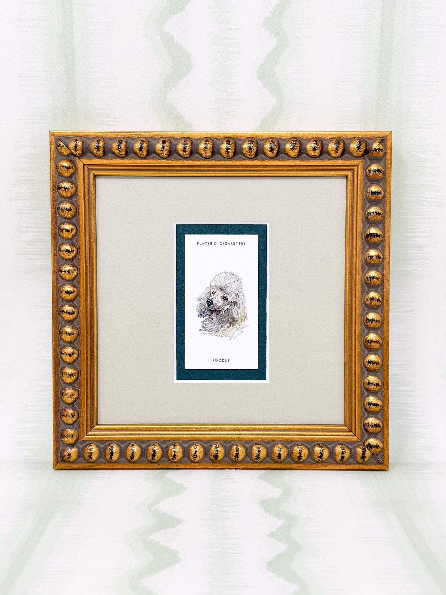 Framed Antique Dog Cigarette Card c. 1929, White Poodle
