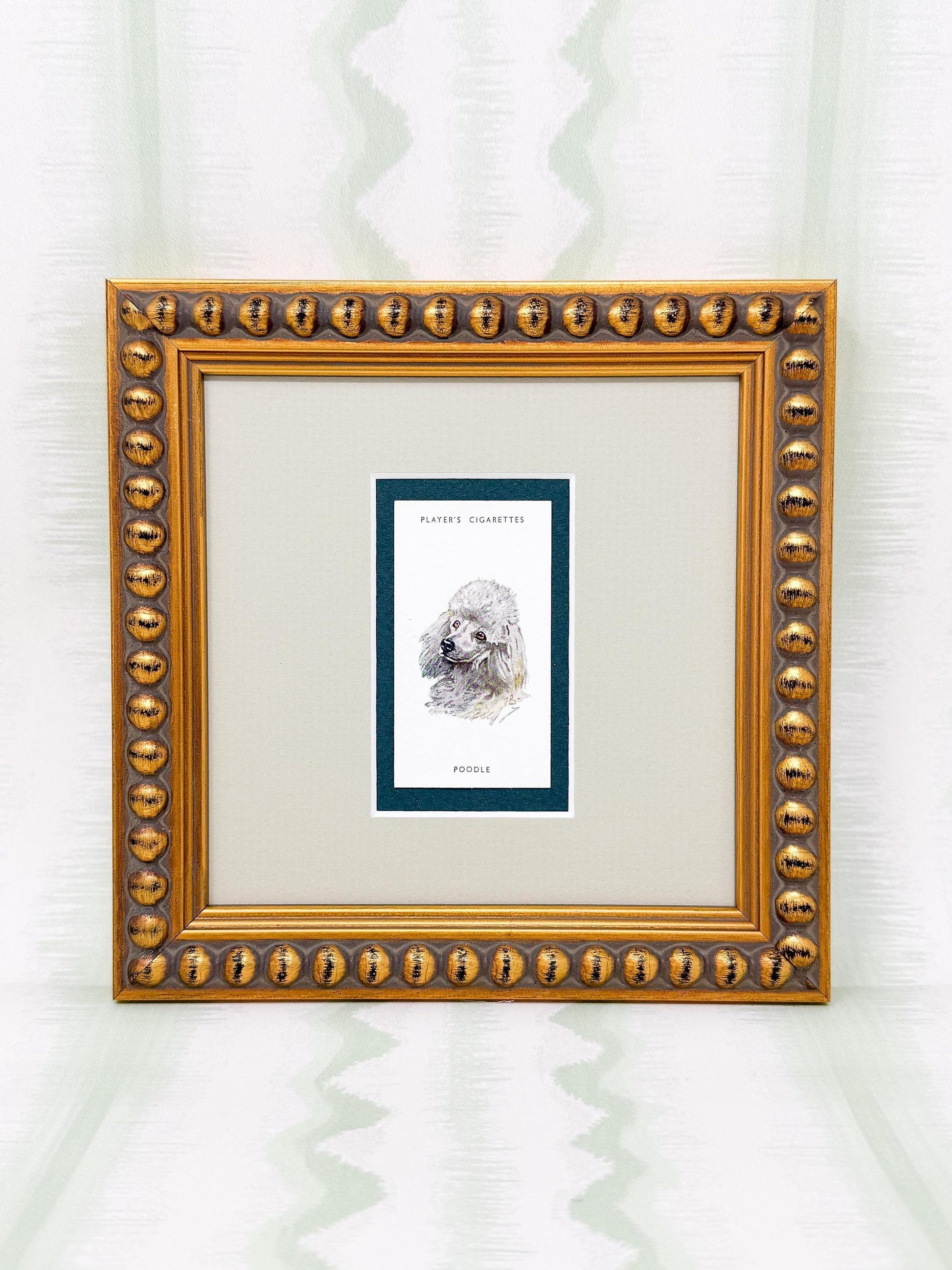 Framed Antique Dog Cigarette Card c. 1929, White Poodle