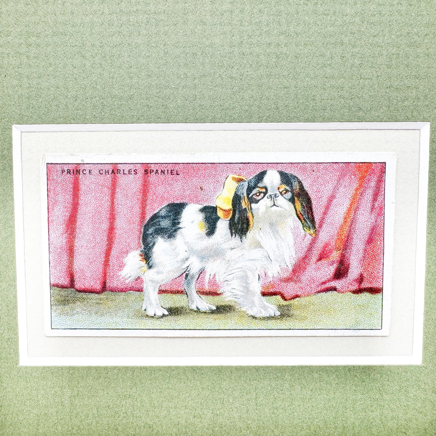 Framed Antique Dog Cigarette Card c. 1924, King Charles Cavalier Spaniel