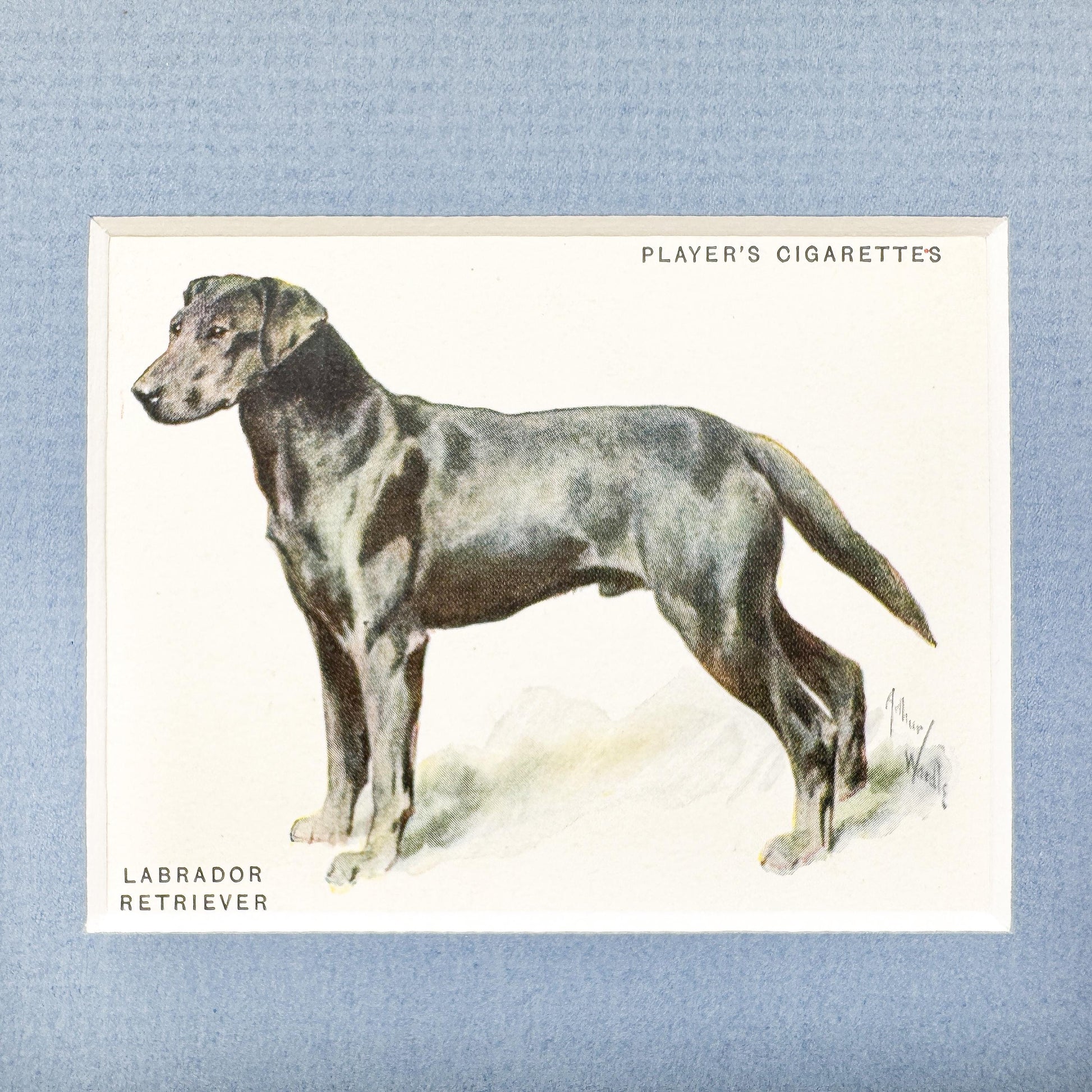 Framed Antique Dog Cigarette Card c. 1933, Black Labrador Retriever