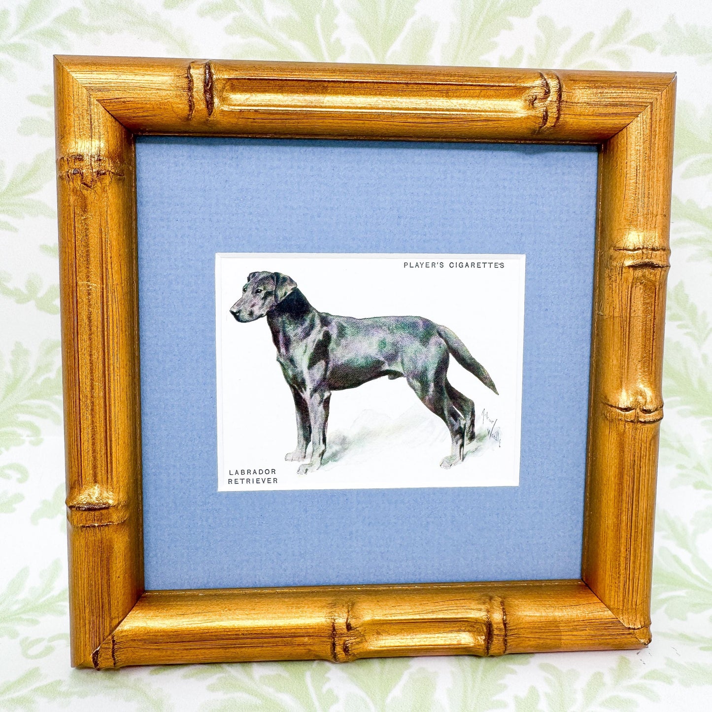 Framed Antique Dog Cigarette Card c. 1933, Black Labrador Retriever