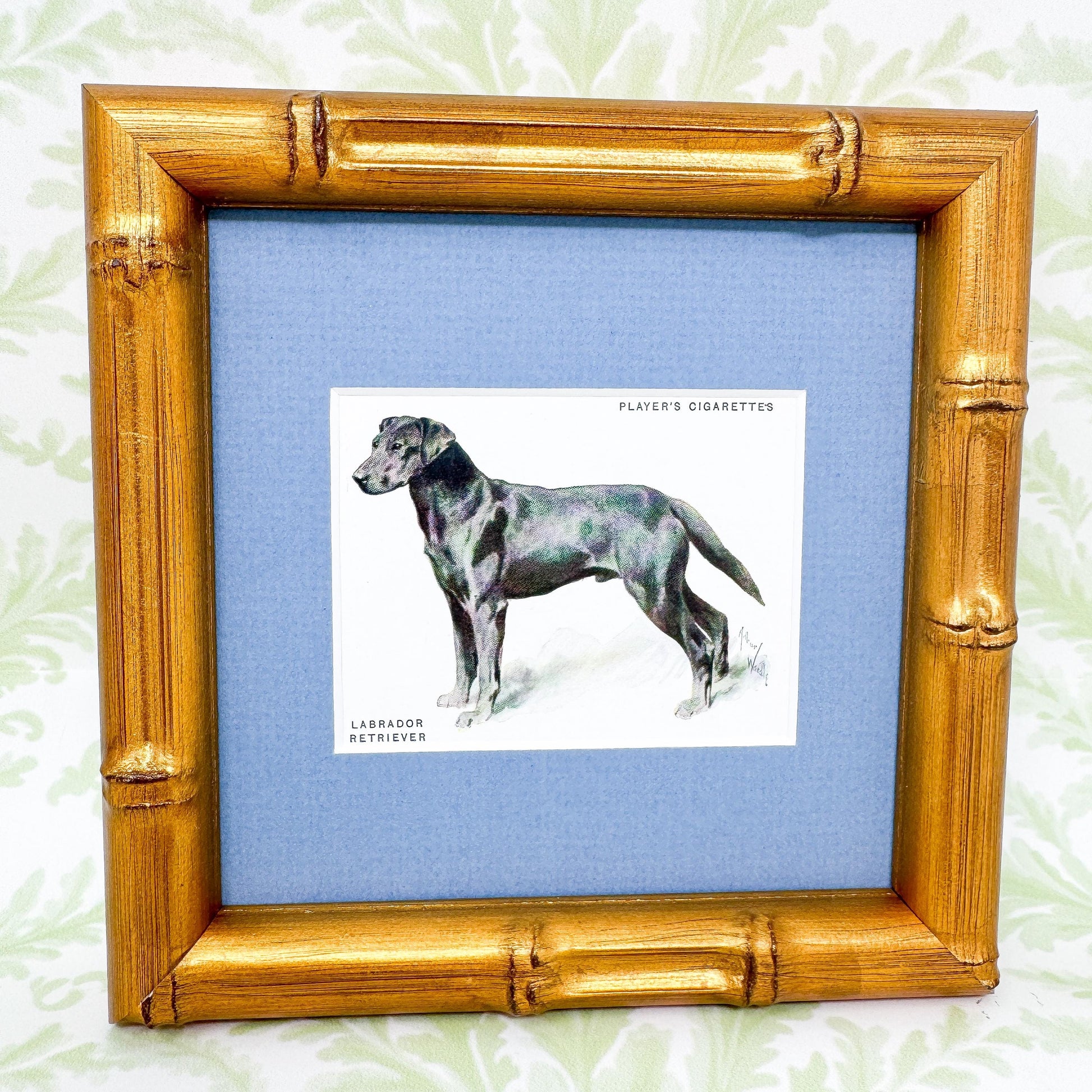 Framed Antique Dog Cigarette Card c. 1933, Black Labrador Retriever