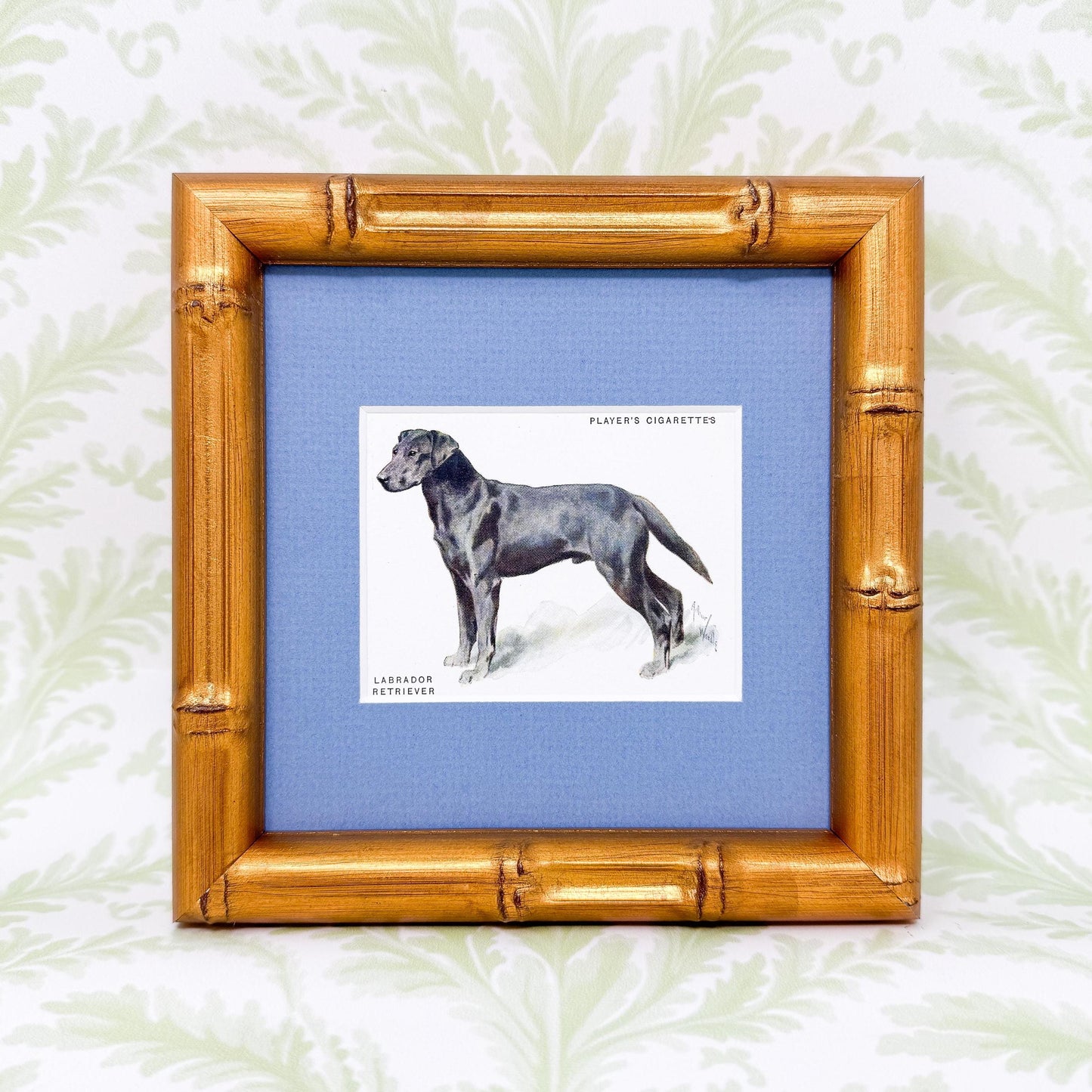 Framed Antique Dog Cigarette Card c. 1933, Black Labrador Retriever