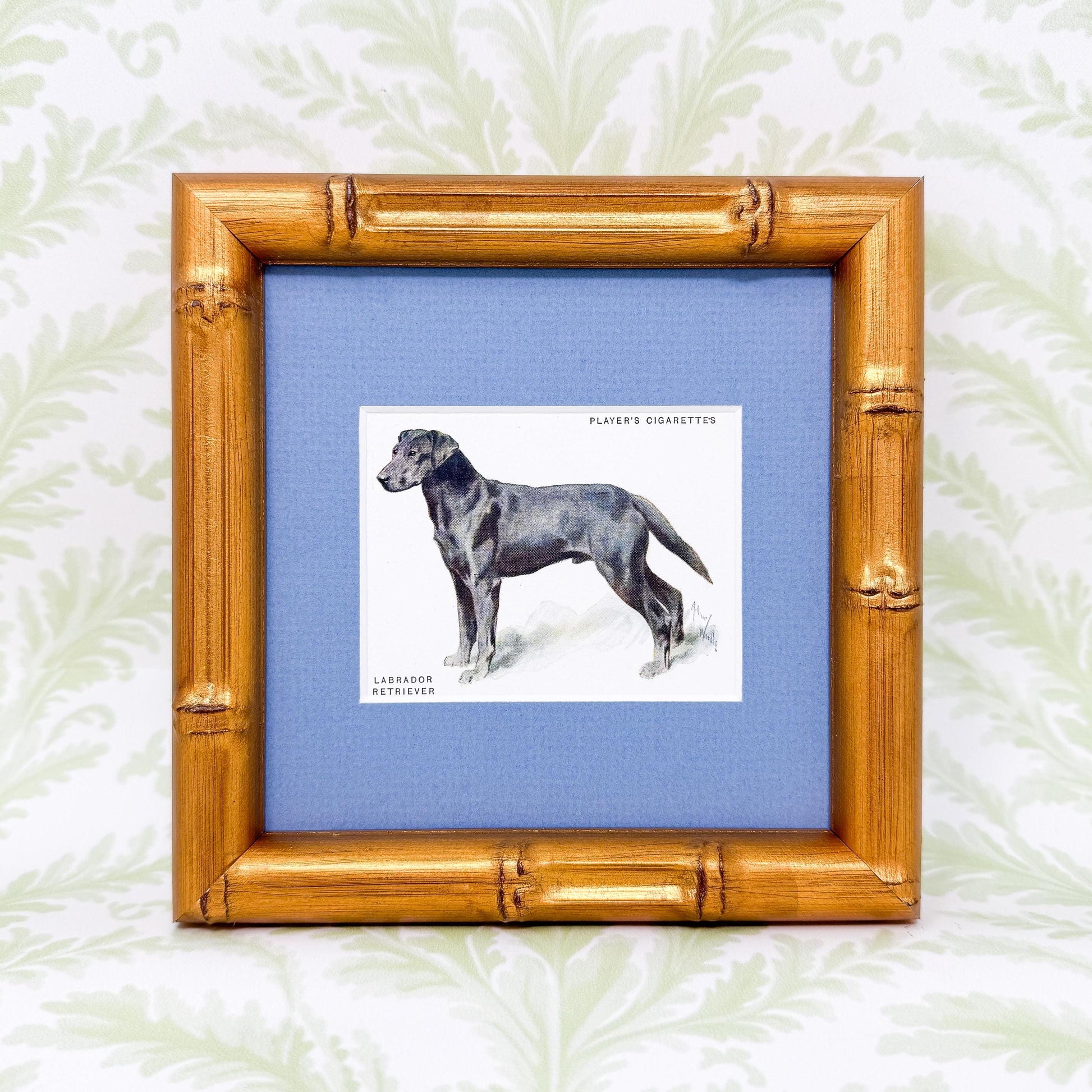 Framed Antique Dog Cigarette Card c. 1933, Black Labrador Retriever