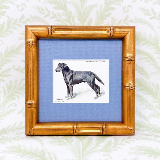 Framed Antique Dog Cigarette Card c. 1933, Black Labrador Retriever