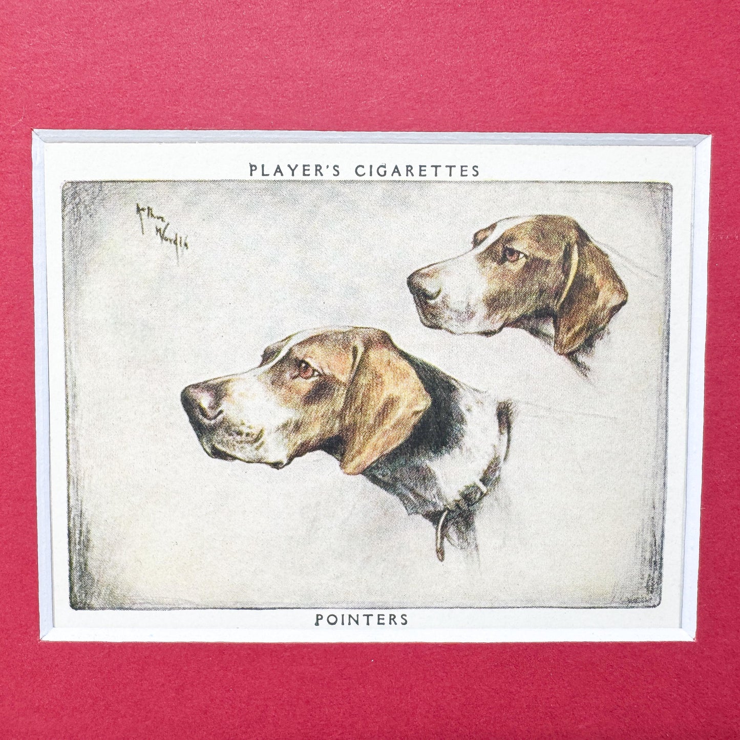 Framed Vintage Dog Cigarette Card c. 1955, Pointers