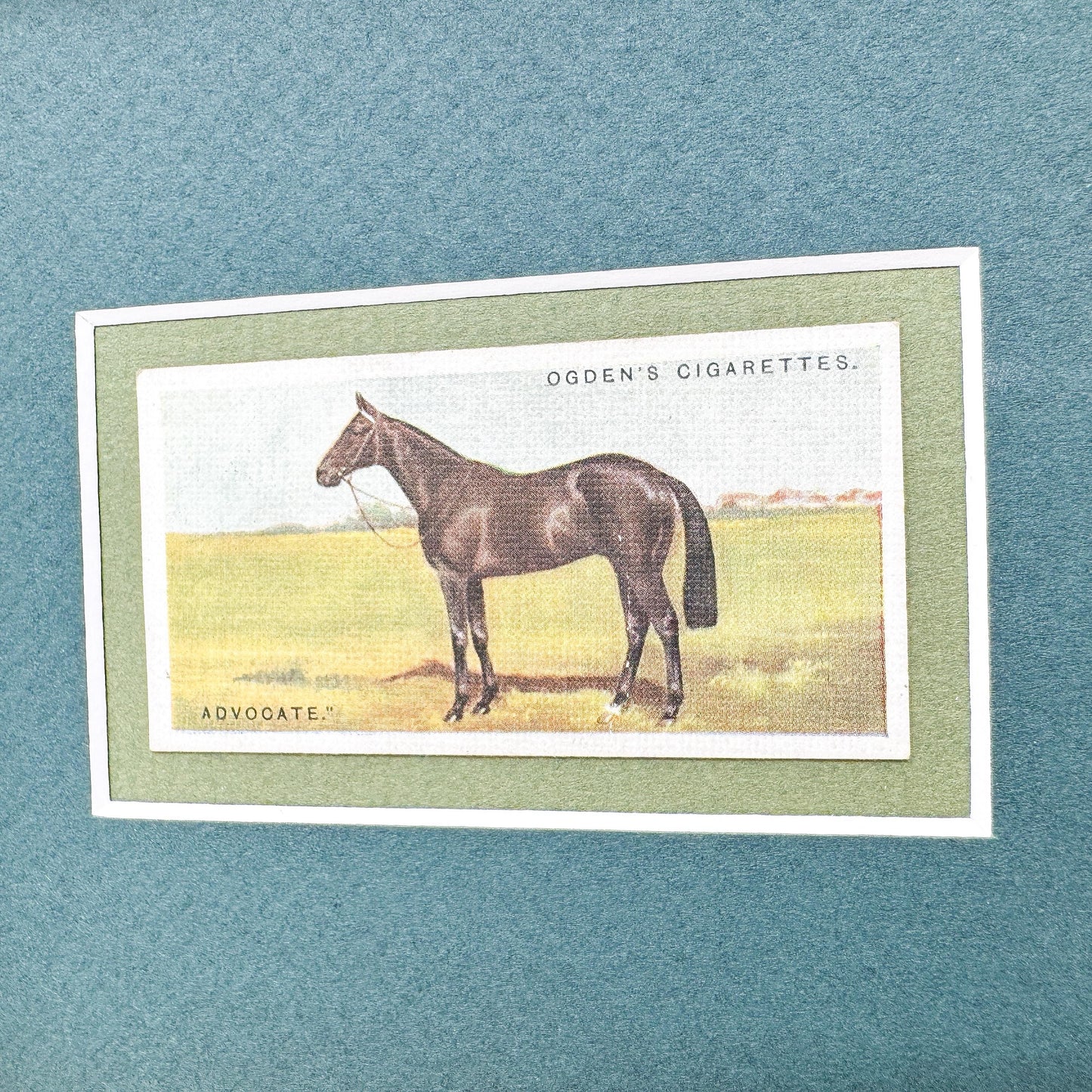 Framed Antique Race Horse Derby Cigarette Card c. 1928, Advocate