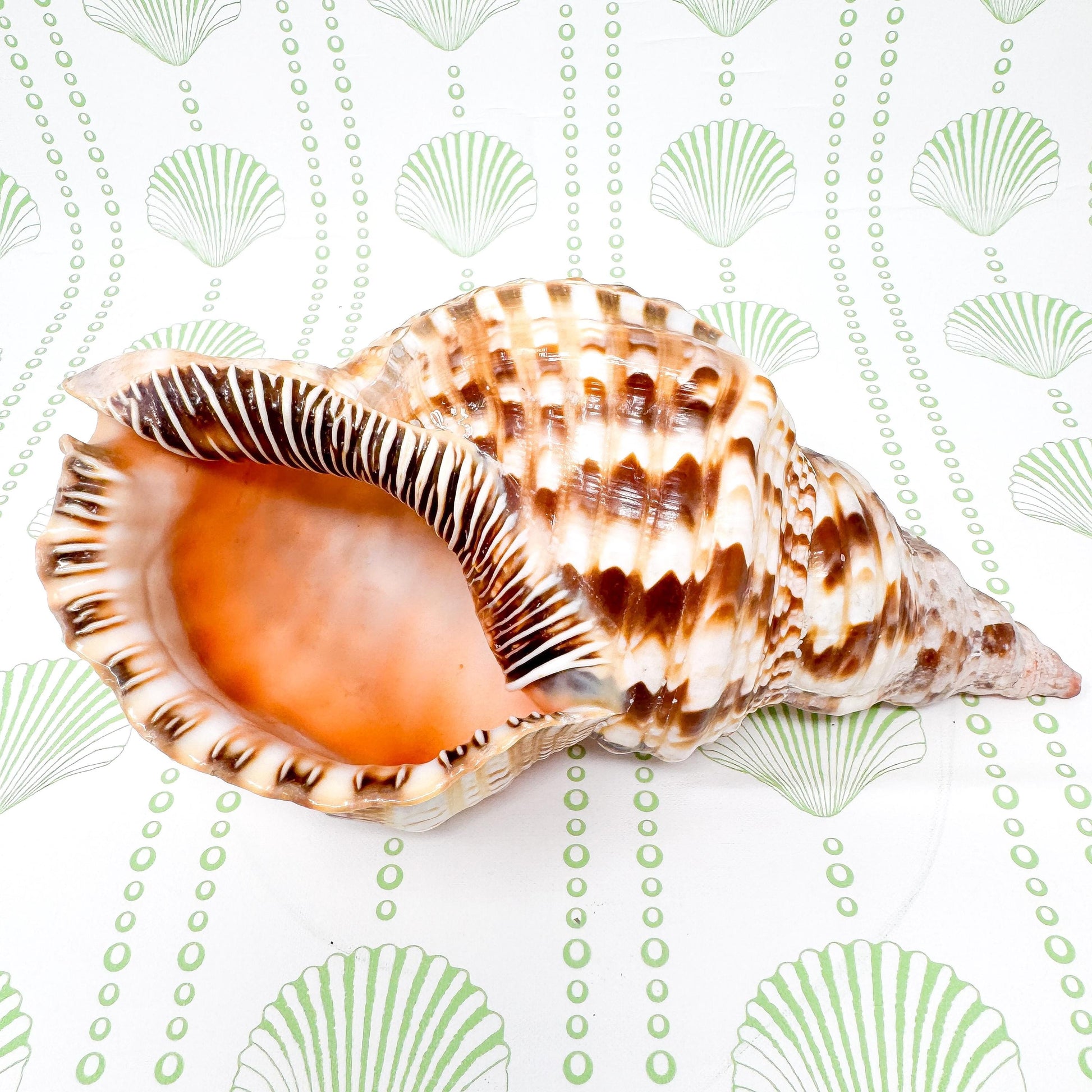10.5” Triton Trumpet Real Seashell, Extra Large