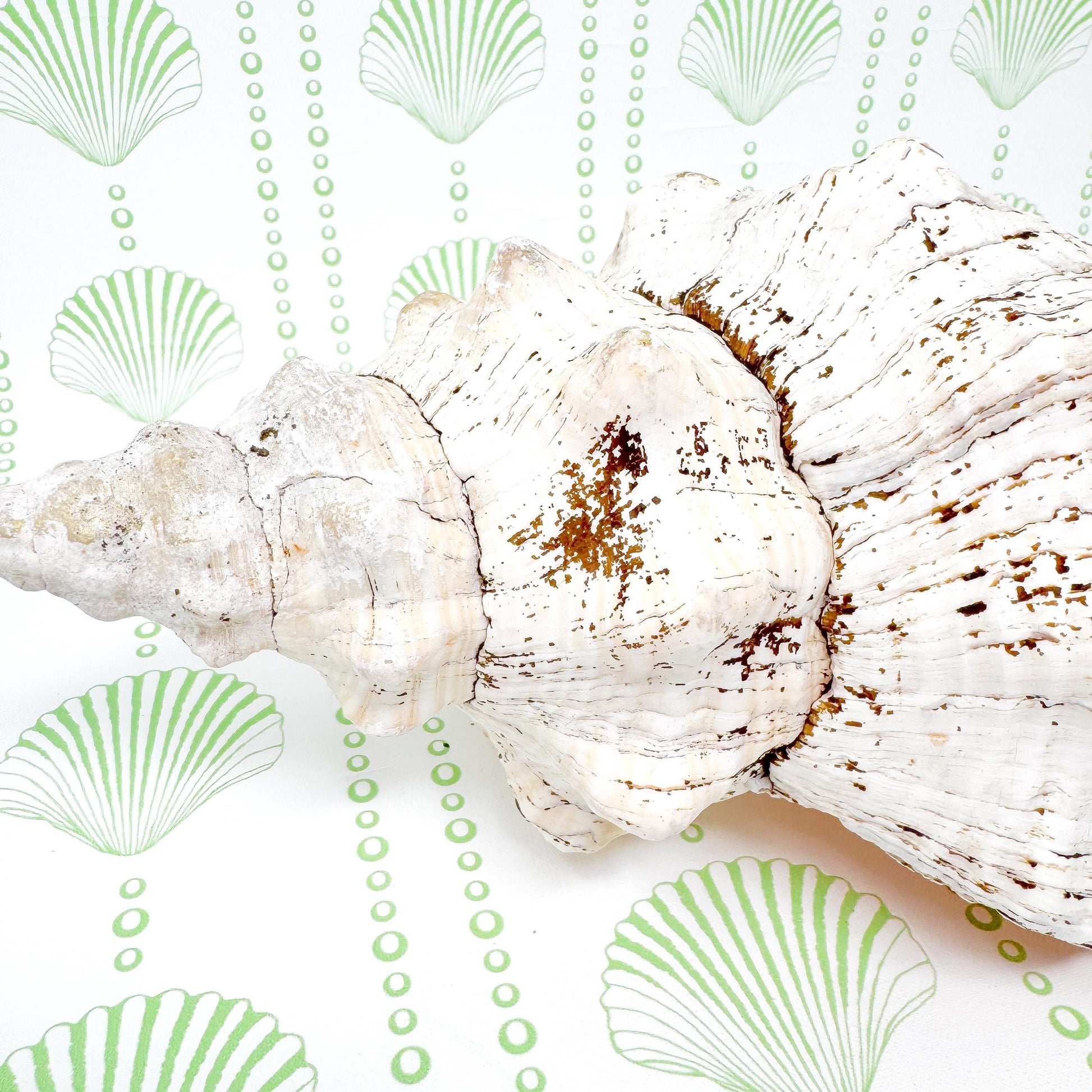 8.5” Horse Conch Real Seashell, Extra Large