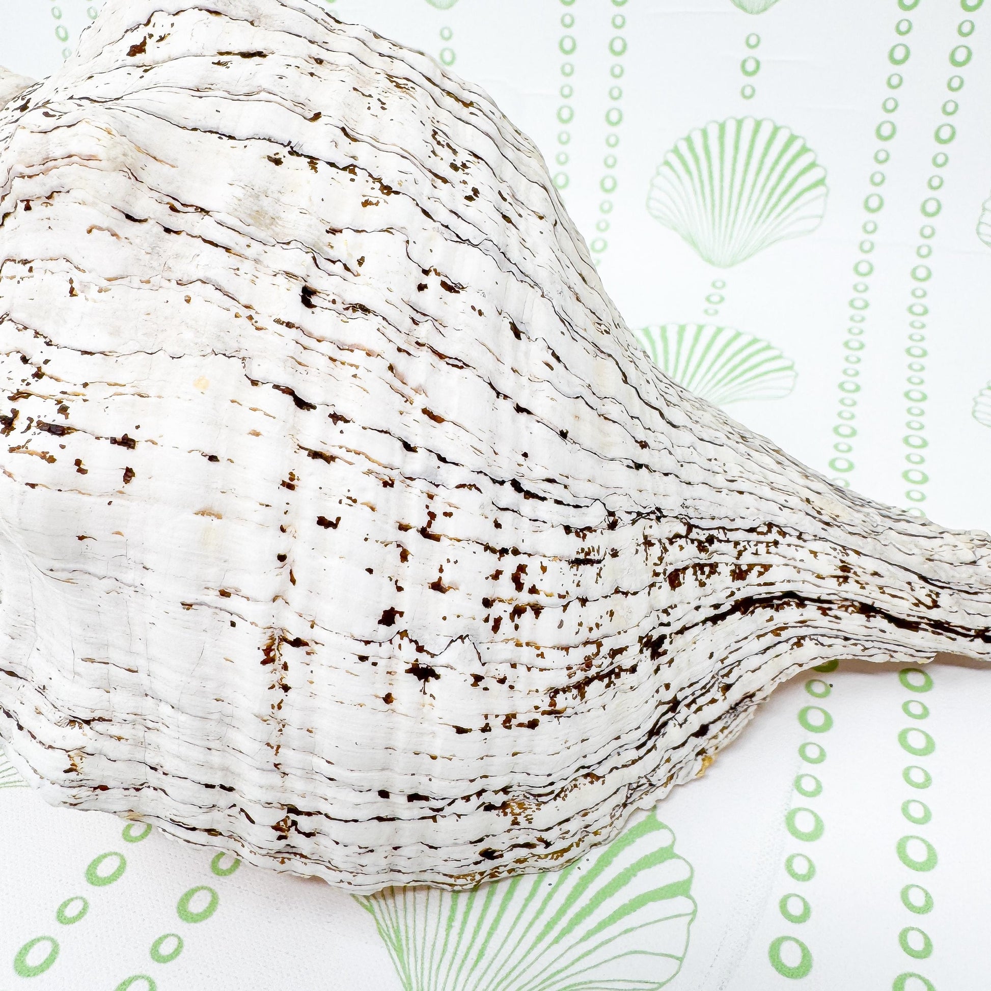8.5” Horse Conch Real Seashell, Extra Large