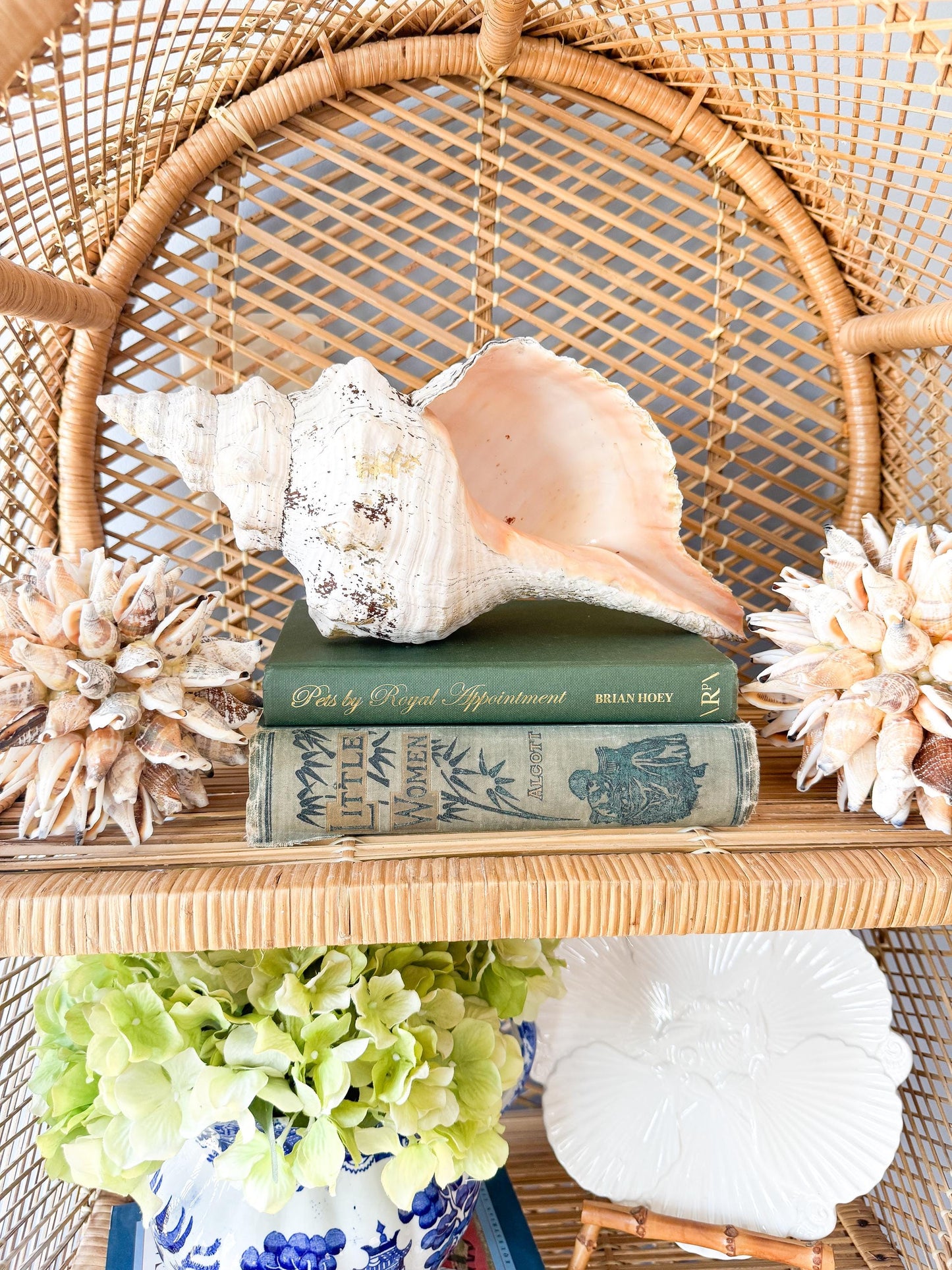 8.5” Horse Conch Real Seashell, Extra Large