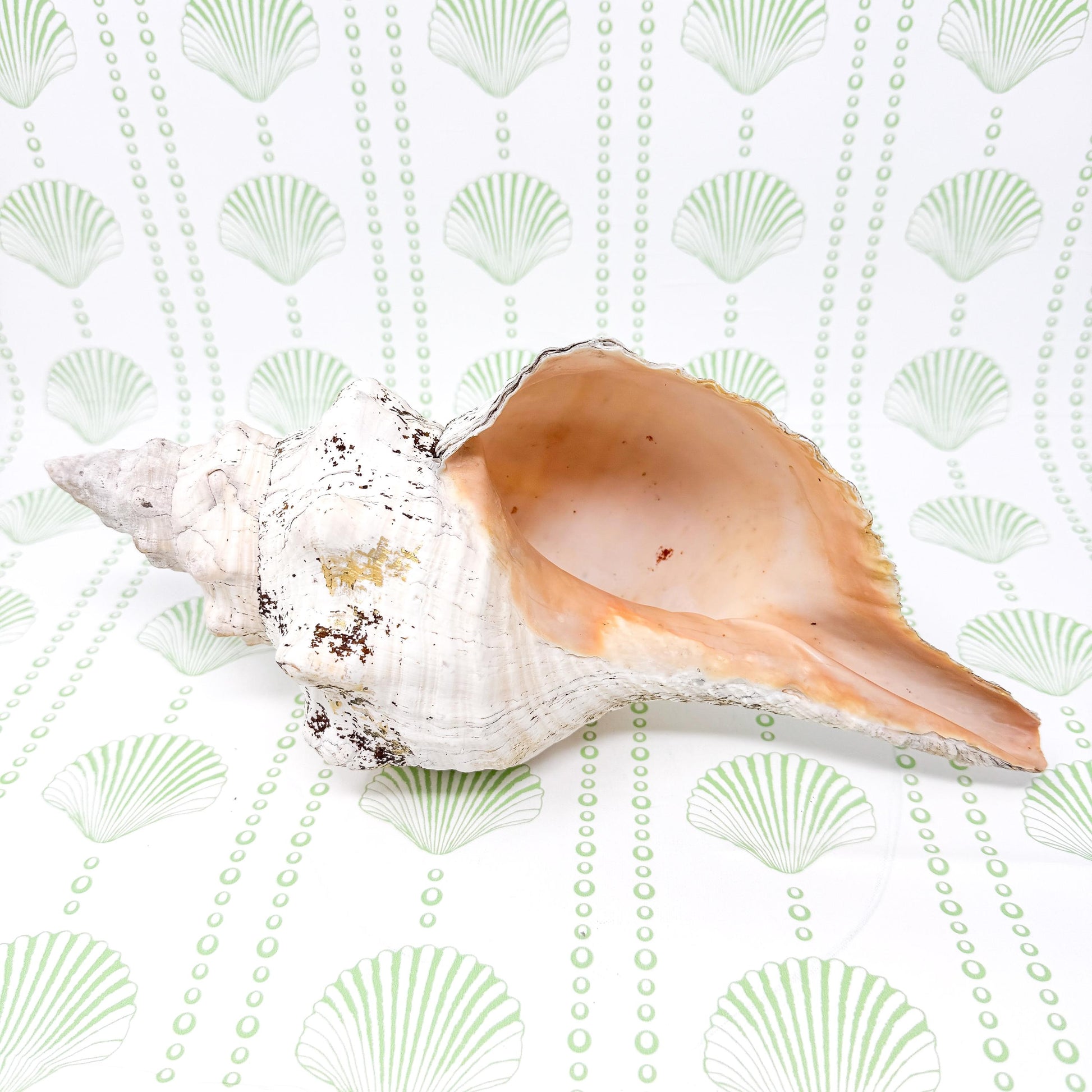 8.5” Horse Conch Real Seashell, Extra Large