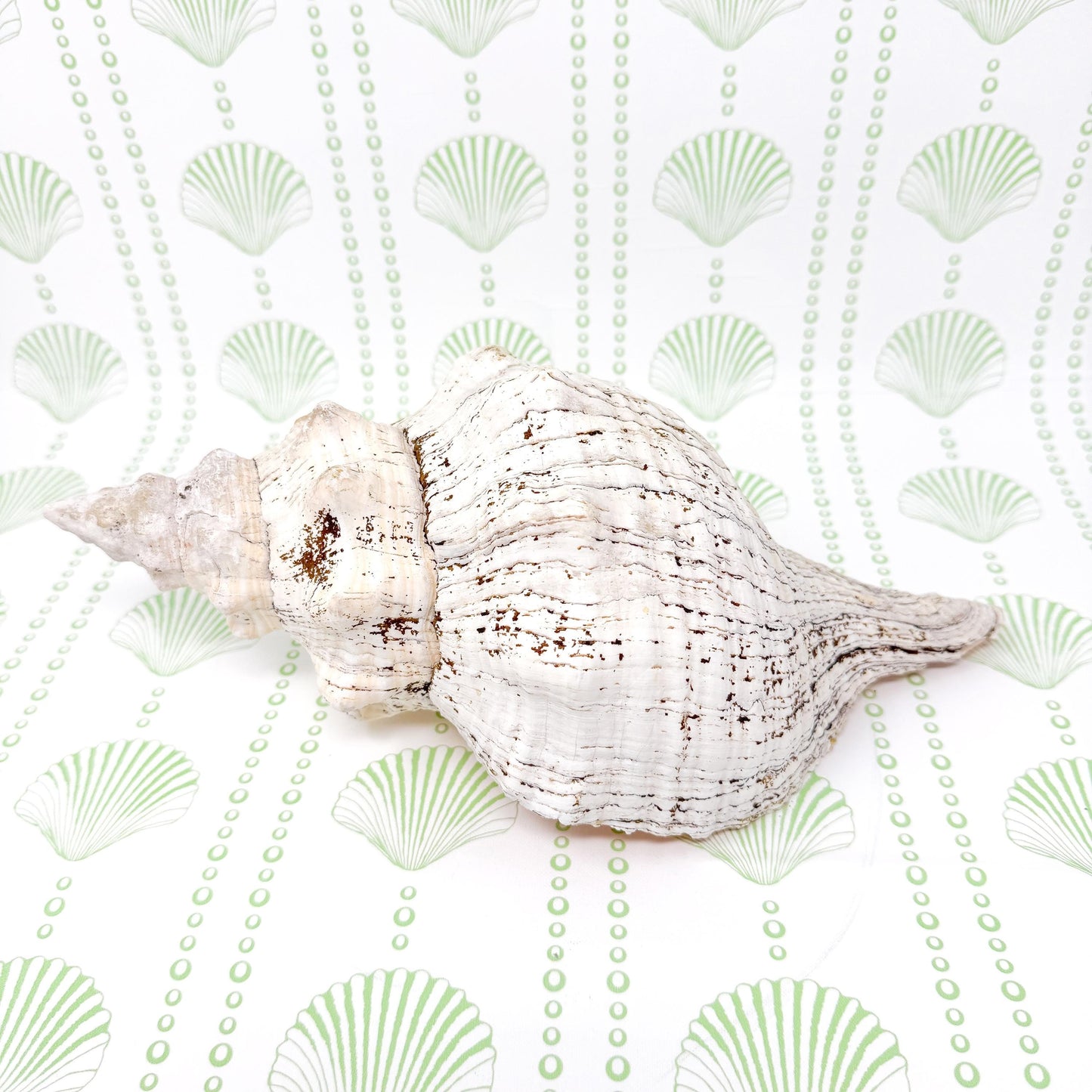 8.5” Horse Conch Real Seashell, Extra Large