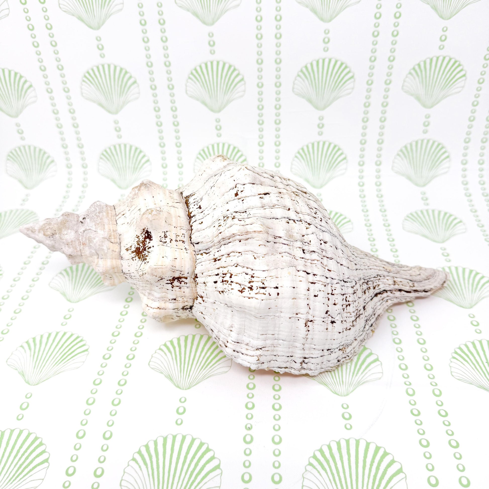 8.5” Horse Conch Real Seashell, Extra Large