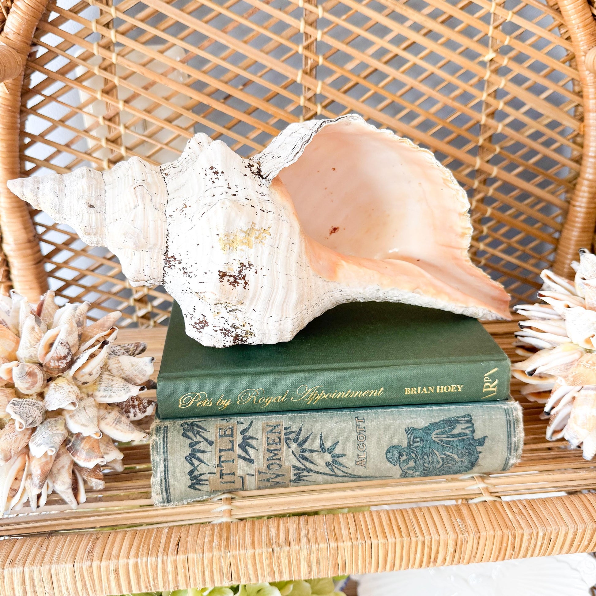 8.5” Horse Conch Real Seashell, Extra Large